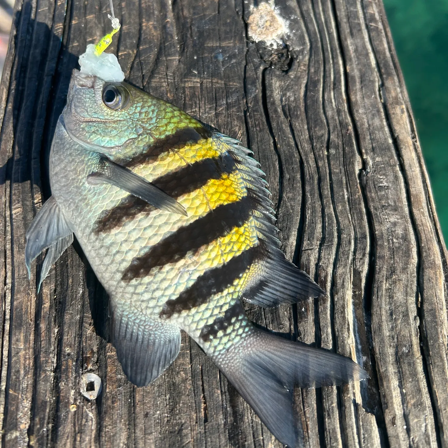 The most recent Sergeant-major catches on Fishbrain