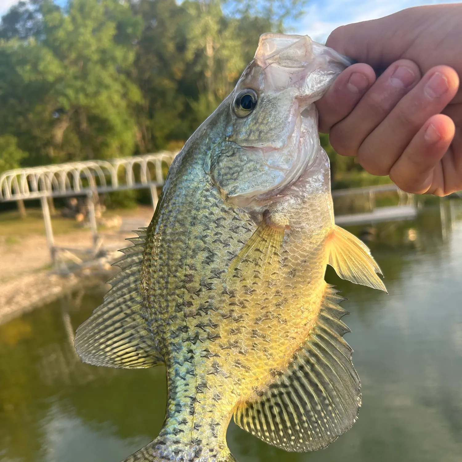 Black crappie caught on Fishbrain