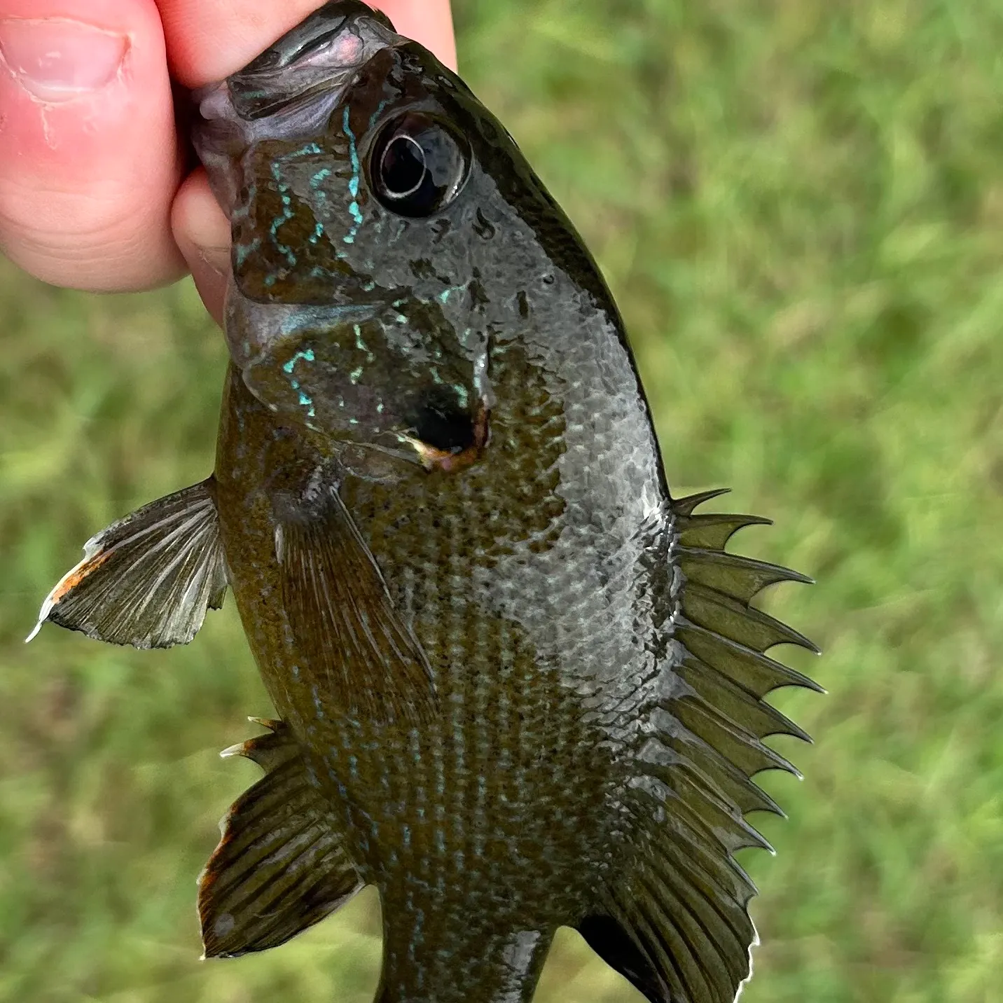 The most recent Warmouth x green sunfish catches on Fishbrain
