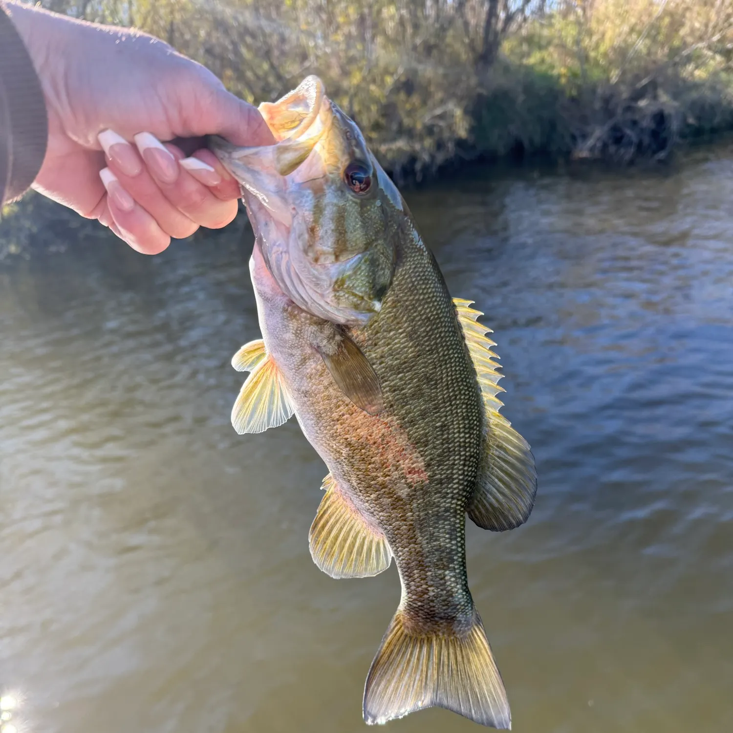 Smallmouth bass caught on Fishbrain
