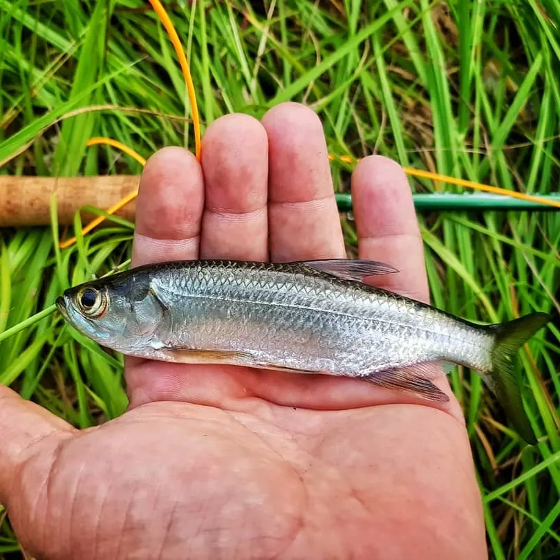 angler catch