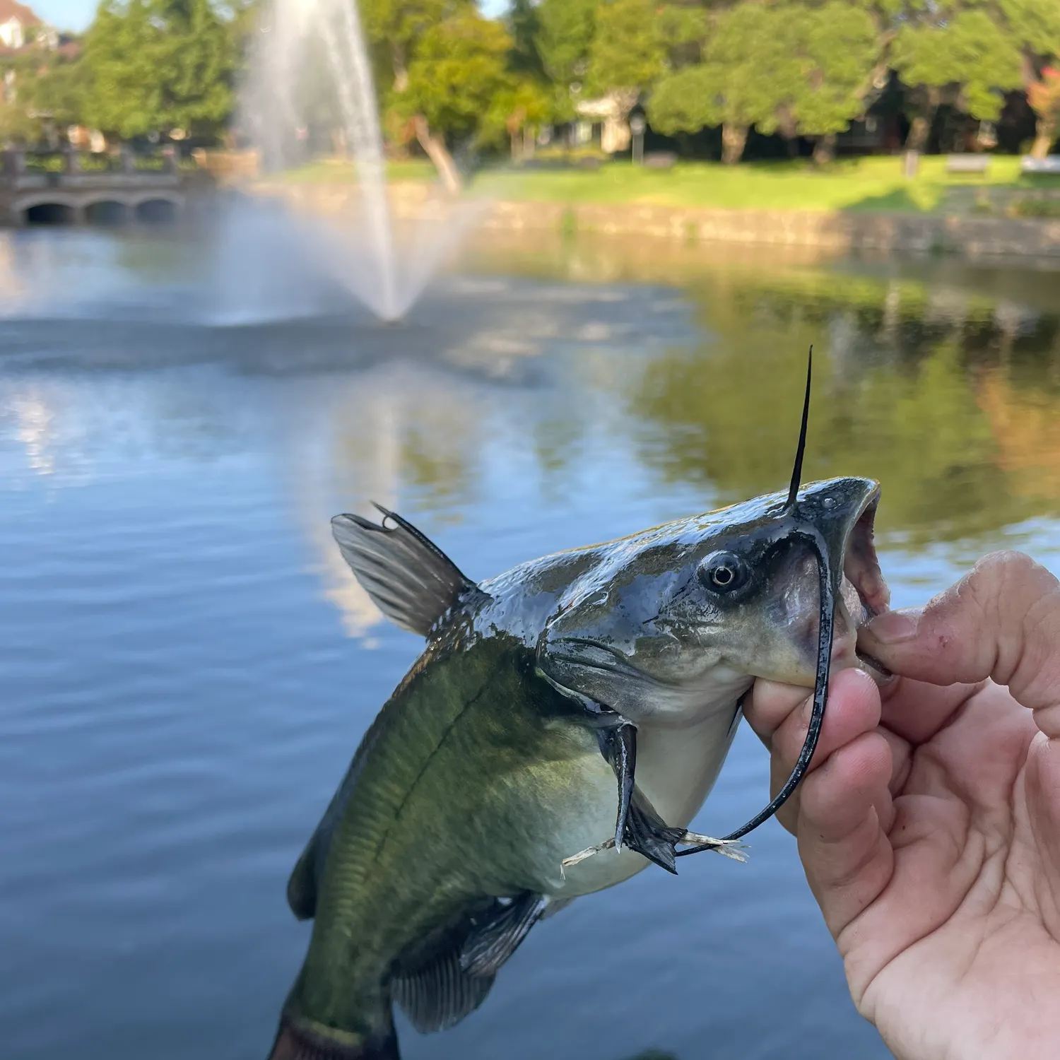 Black bullhead caught on Fishbrain