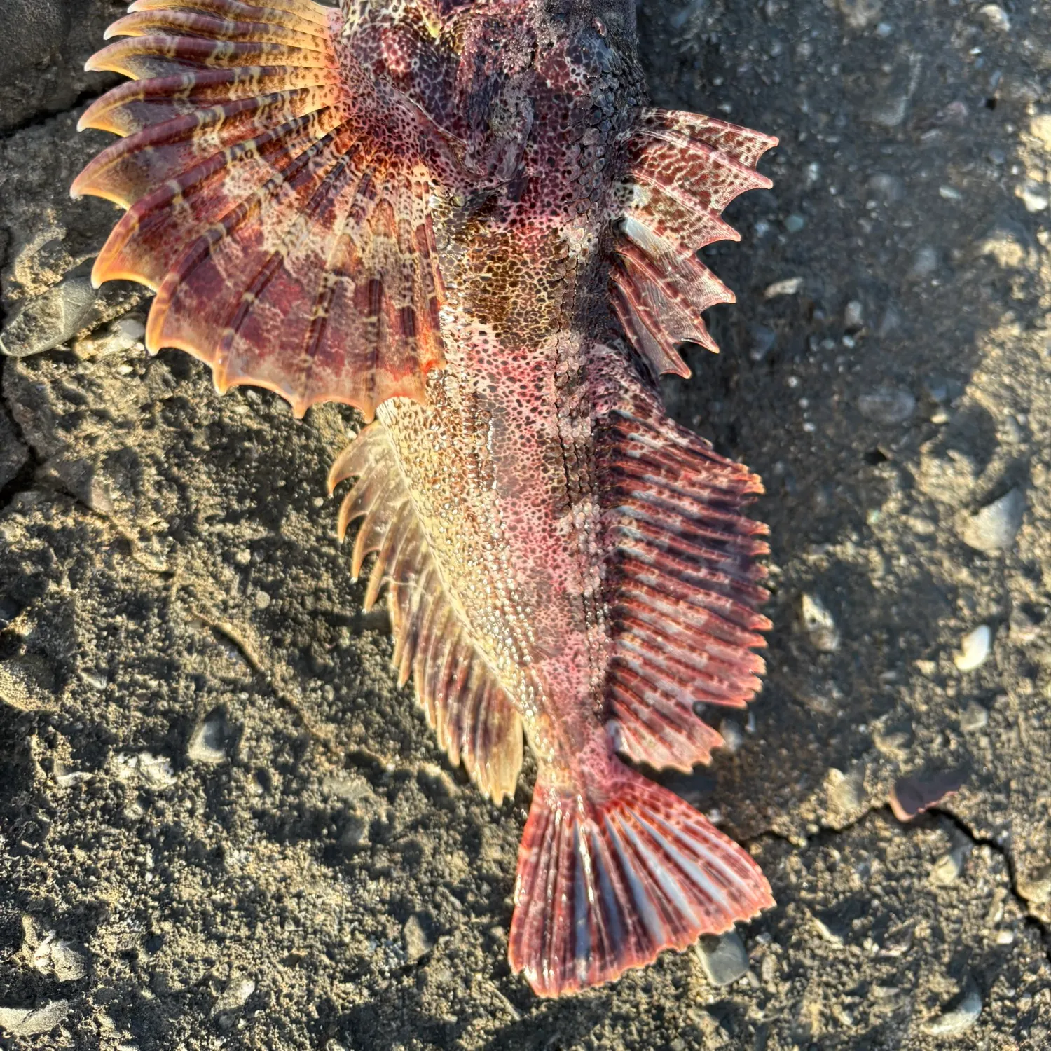 The most recent Red Irish lord catches on Fishbrain