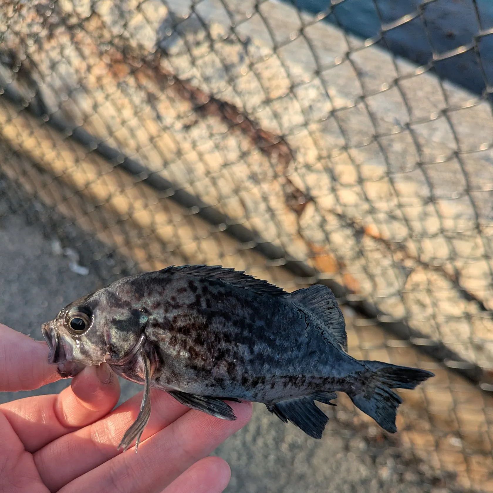 The most recent Blue rockfish catches on Fishbrain
