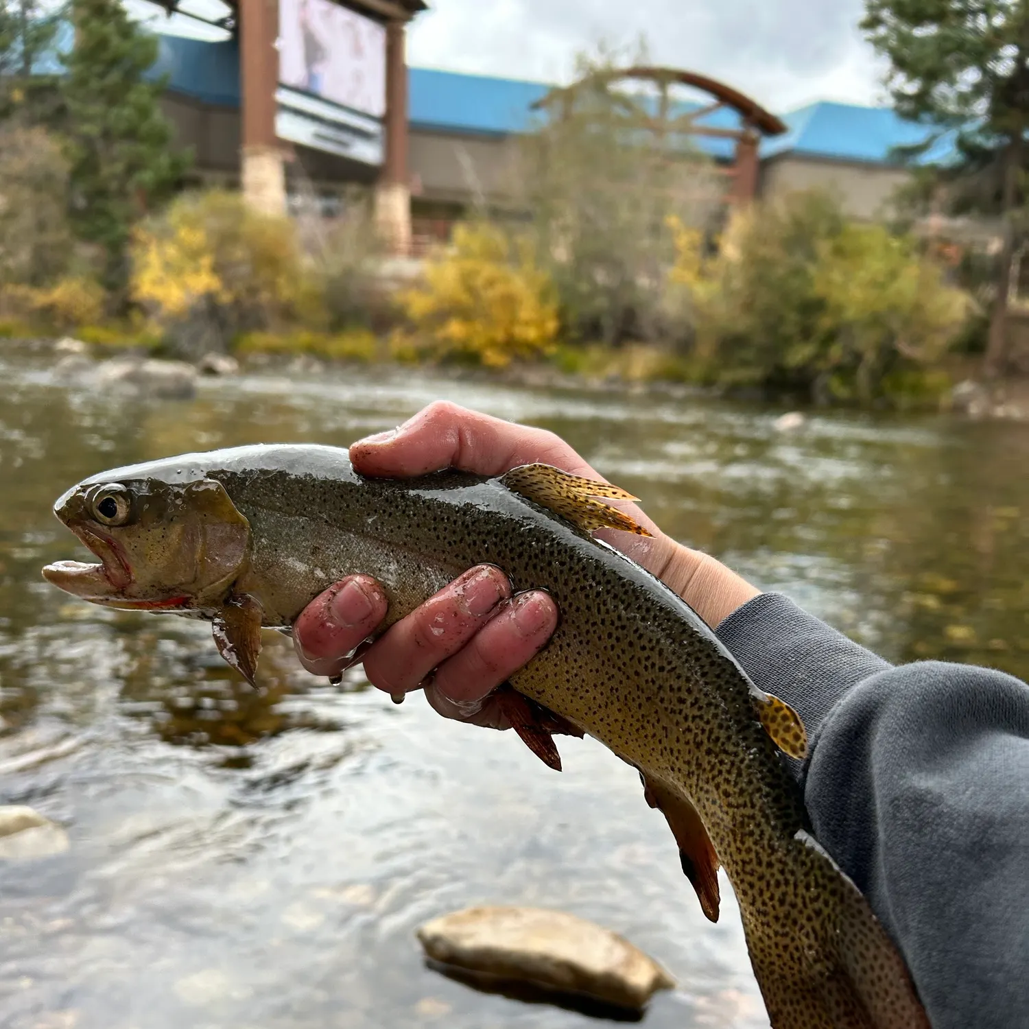 Cutthroat trout caught on Fishbrain