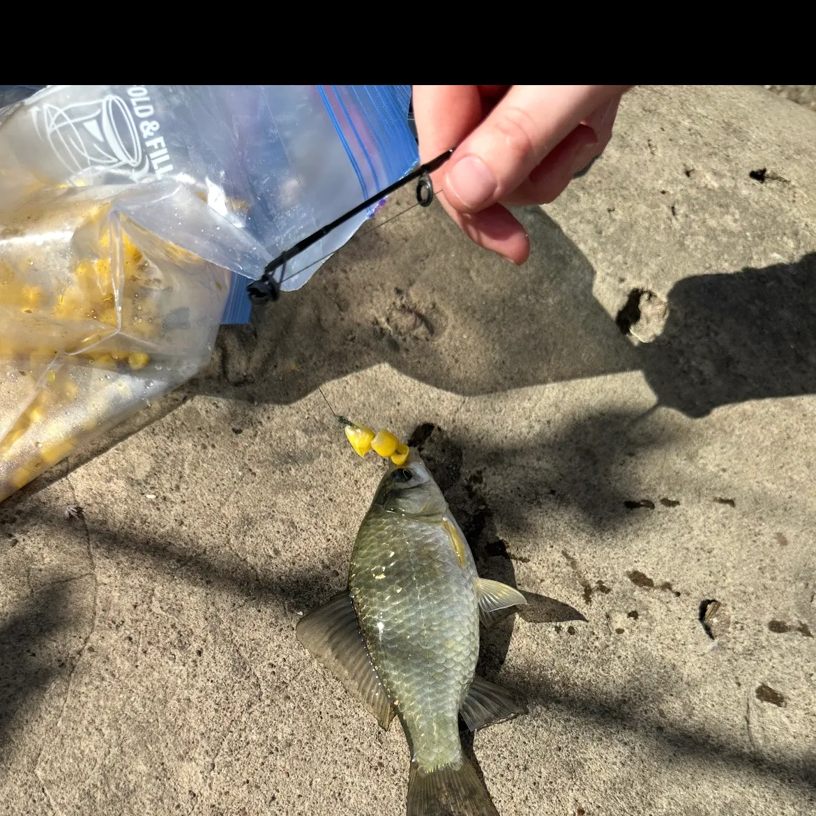 The most recent Prussian carp catches on Fishbrain