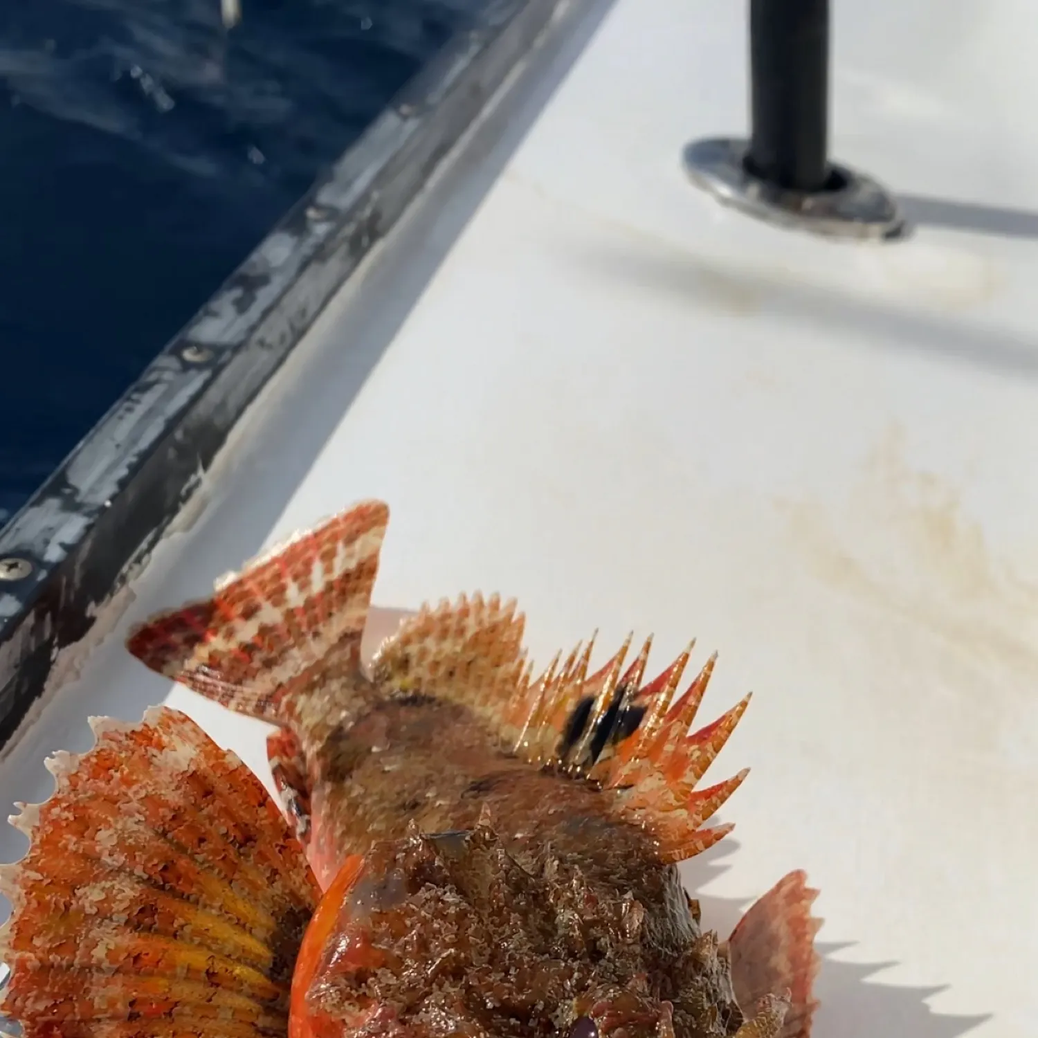 The most popular recent Pacific spotted scorpionfish catch on Fishbrain