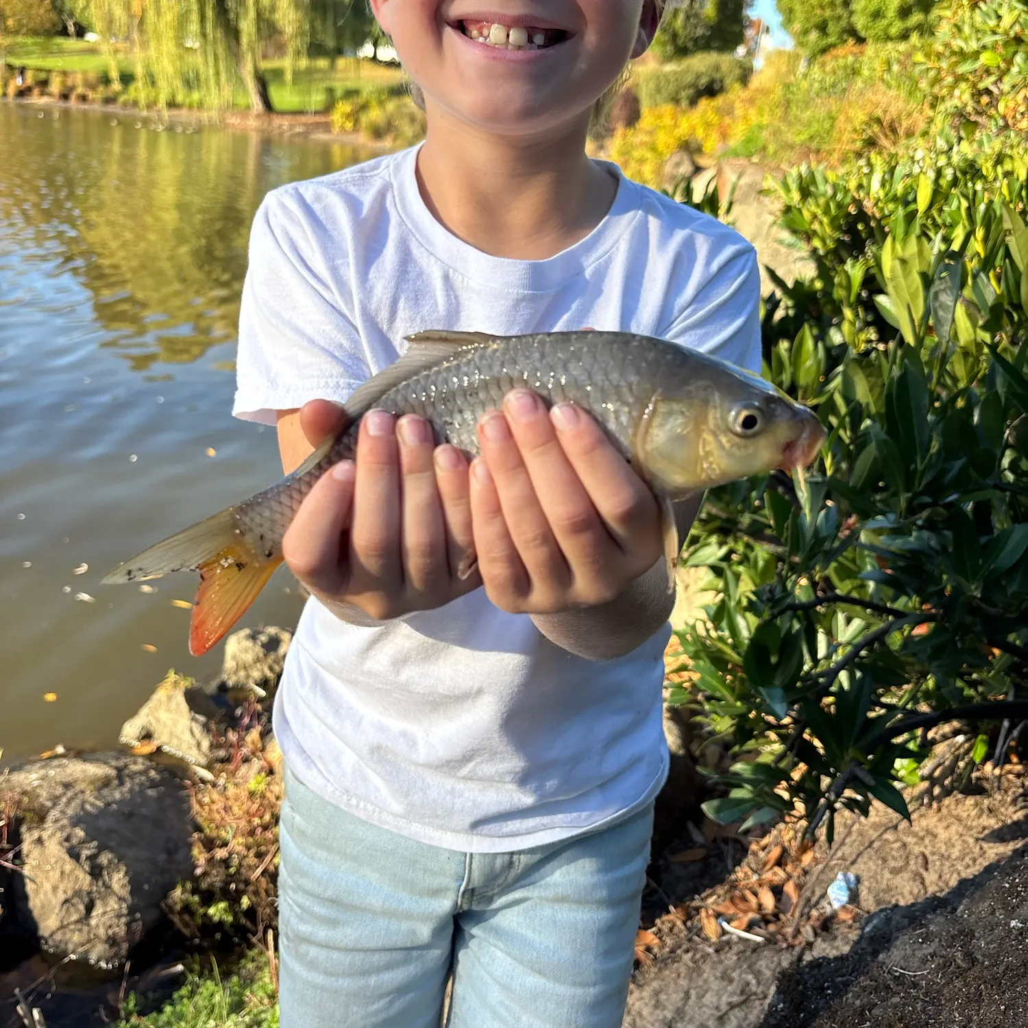 Common carp caught on Fishbrain