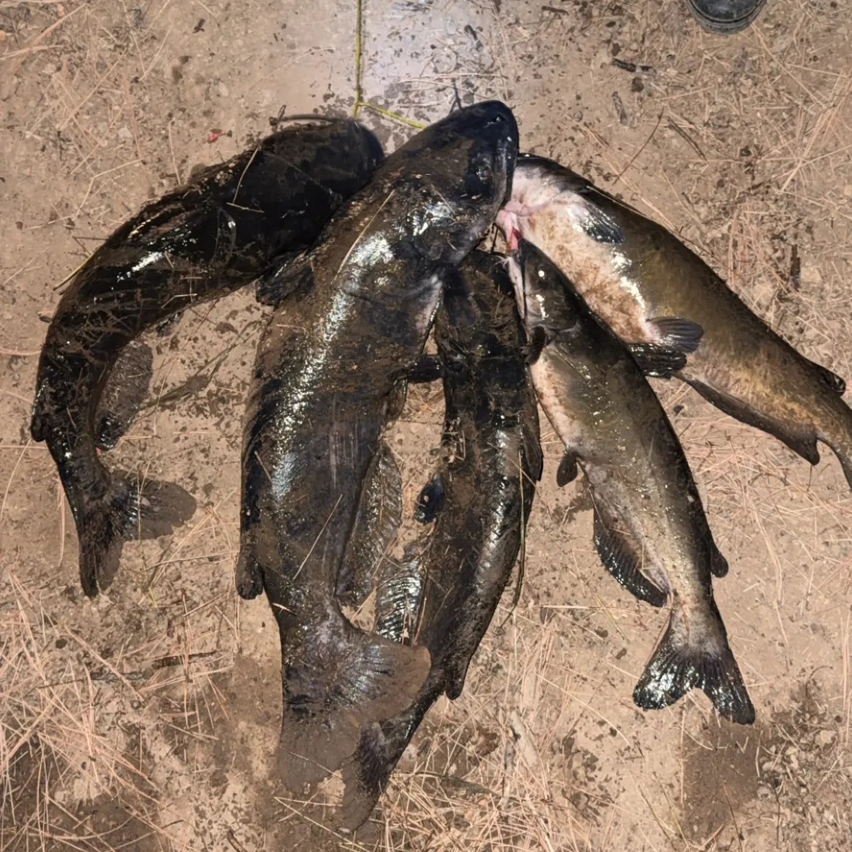 Channel catfish caught on Fishbrain