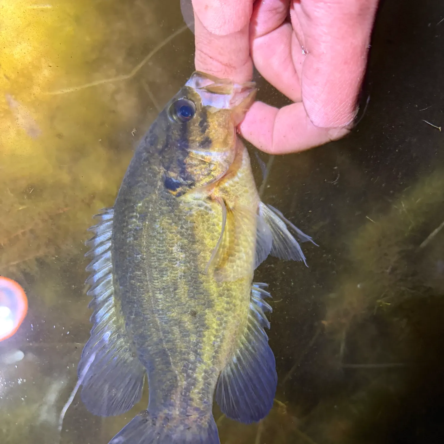 The most recent Mud sunfish catches on Fishbrain