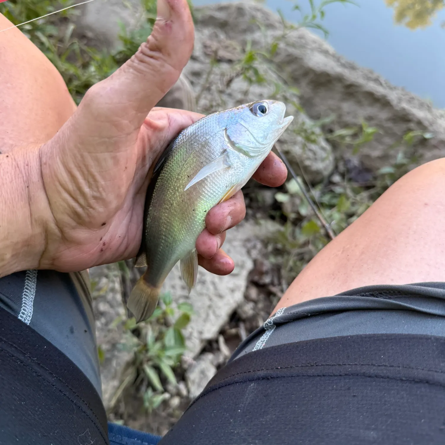 Freshwater drum caught on Fishbrain