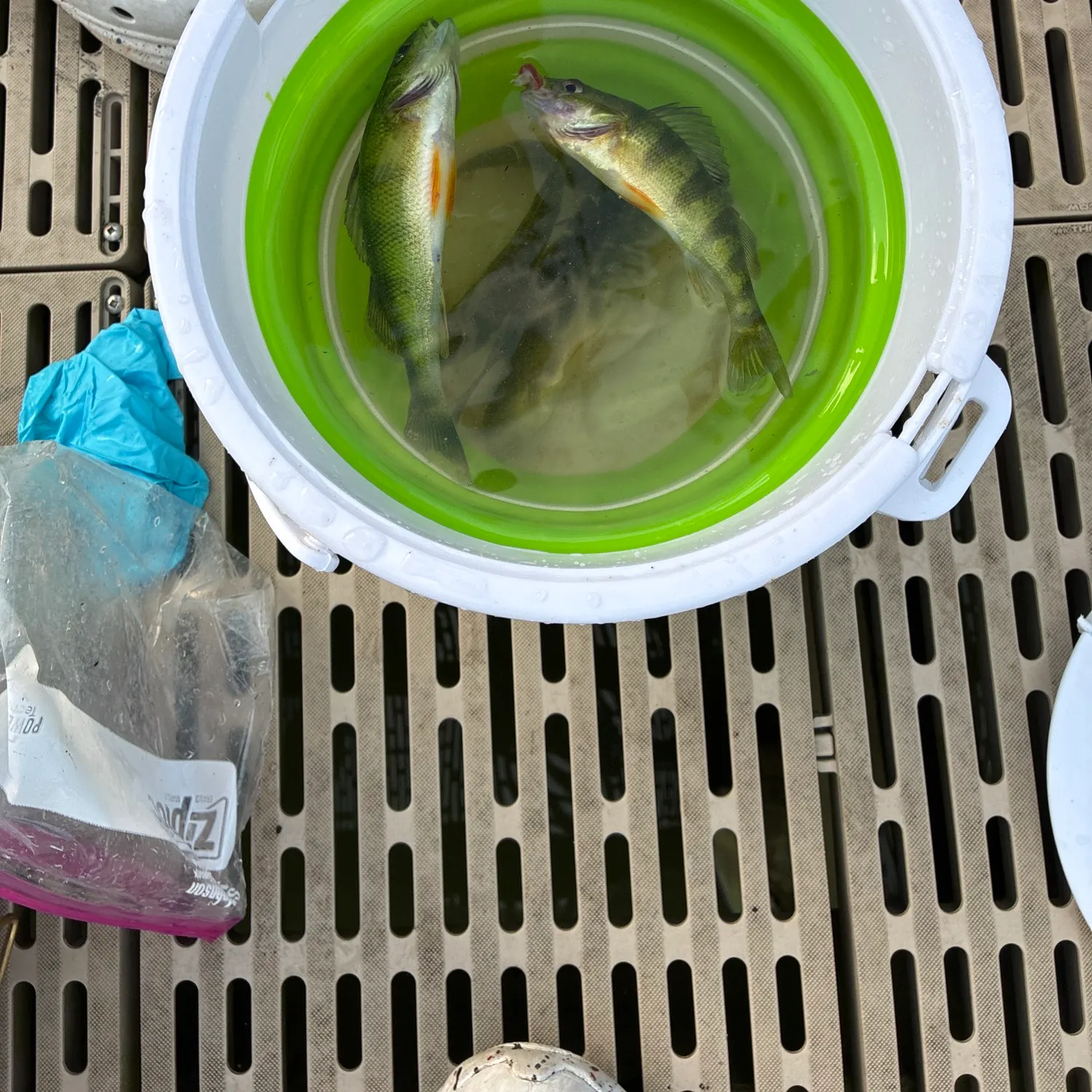 Yellow perch caught on Fishbrain