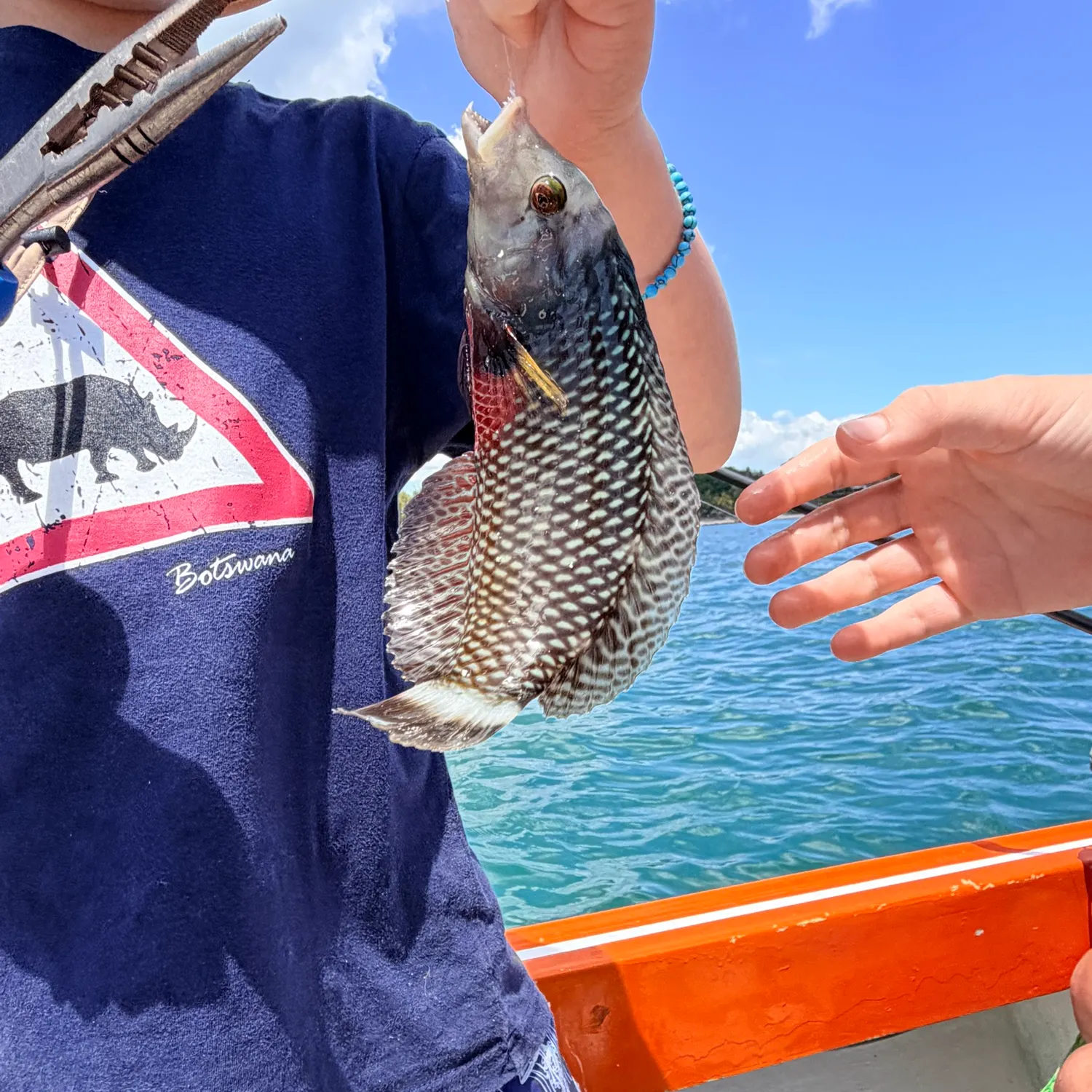 The most recent Rockmover wrasse catches on Fishbrain