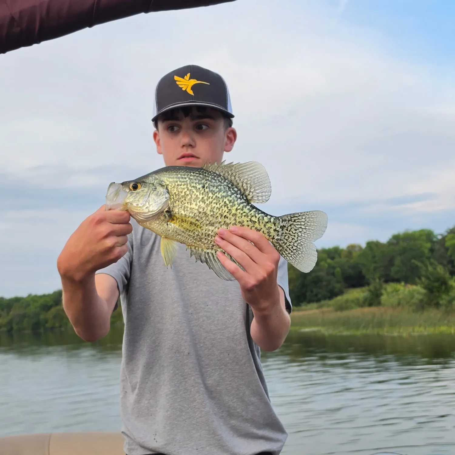 Black crappie caught on Fishbrain