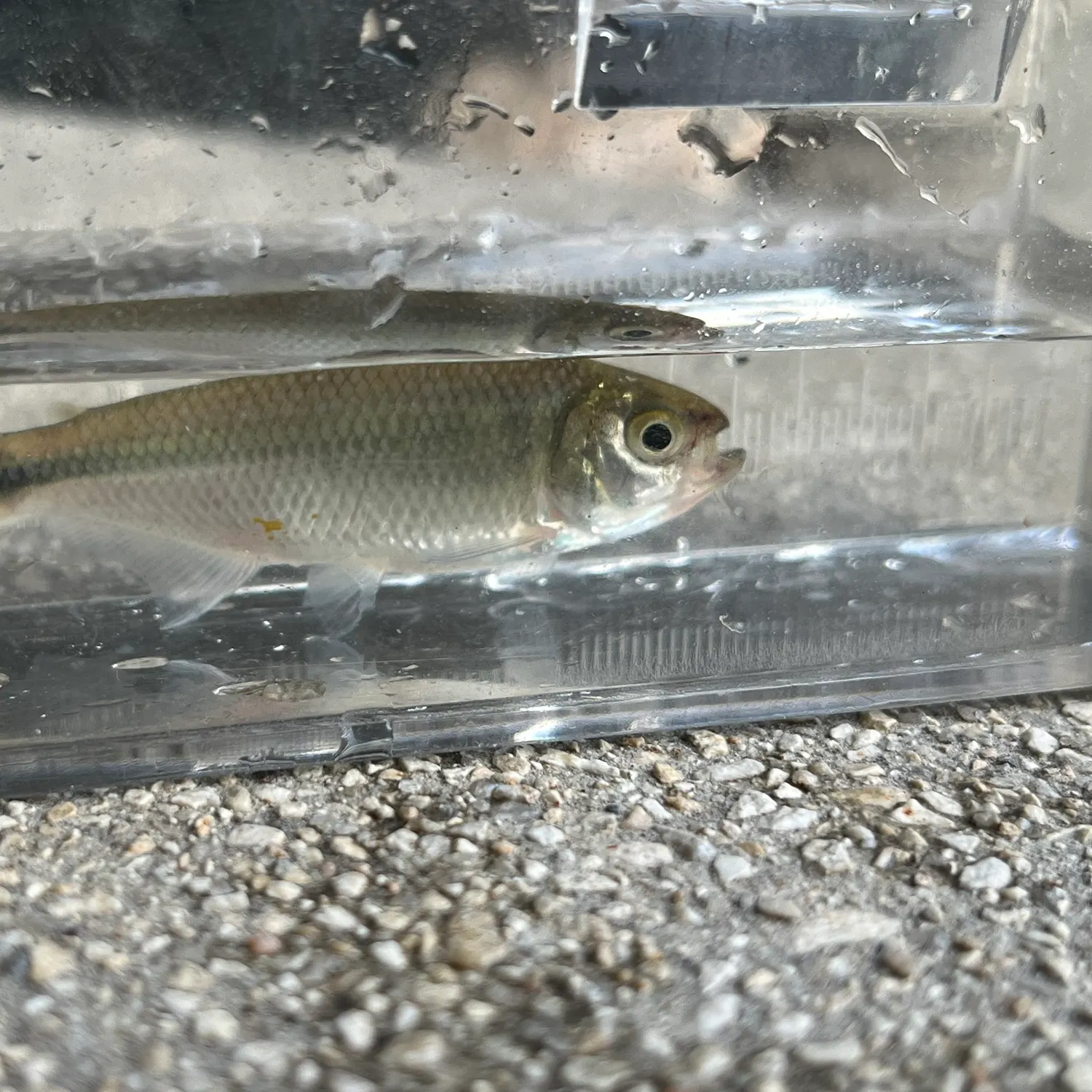 The most recent Texan tetra catches on Fishbrain