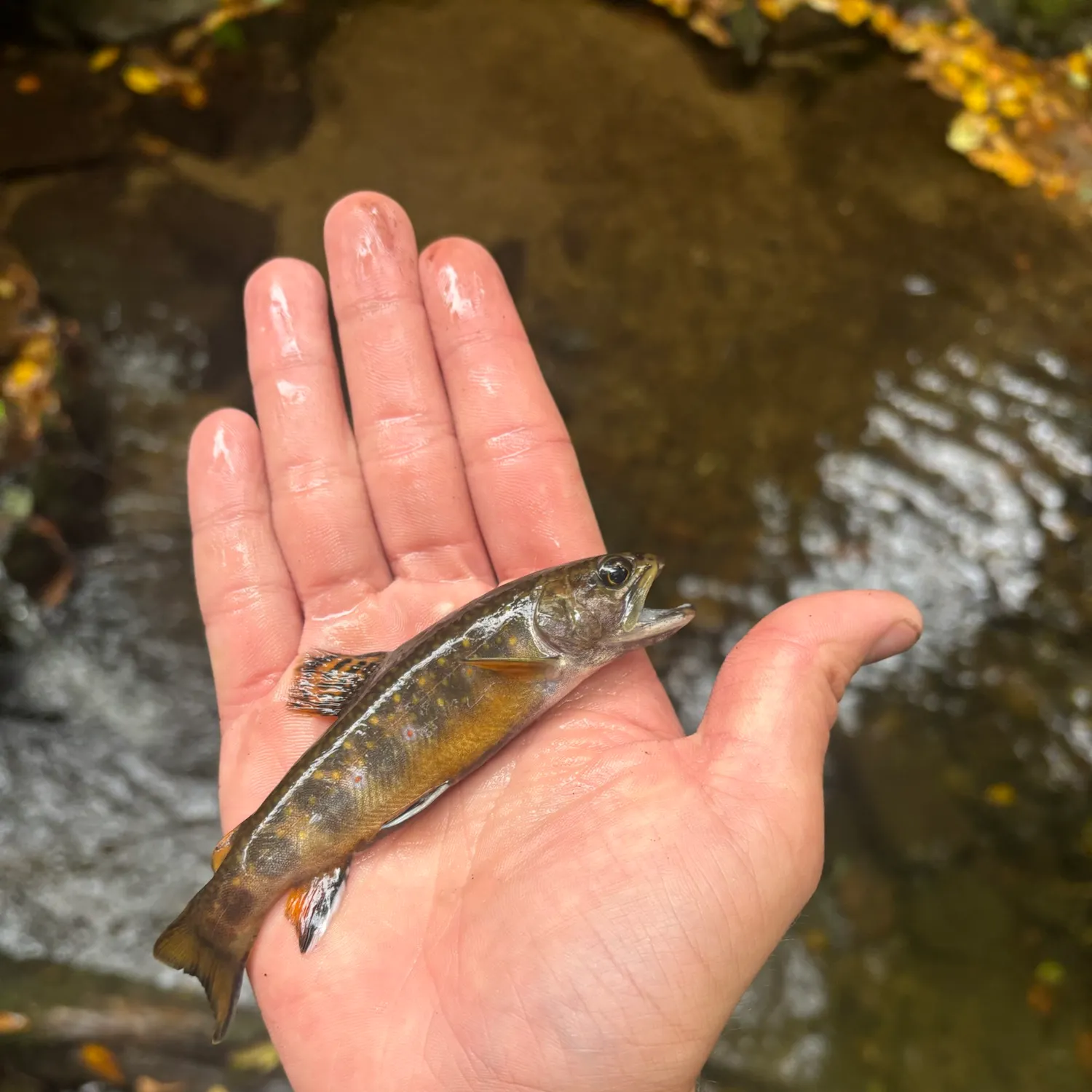 Brook trout caught on Fishbrain