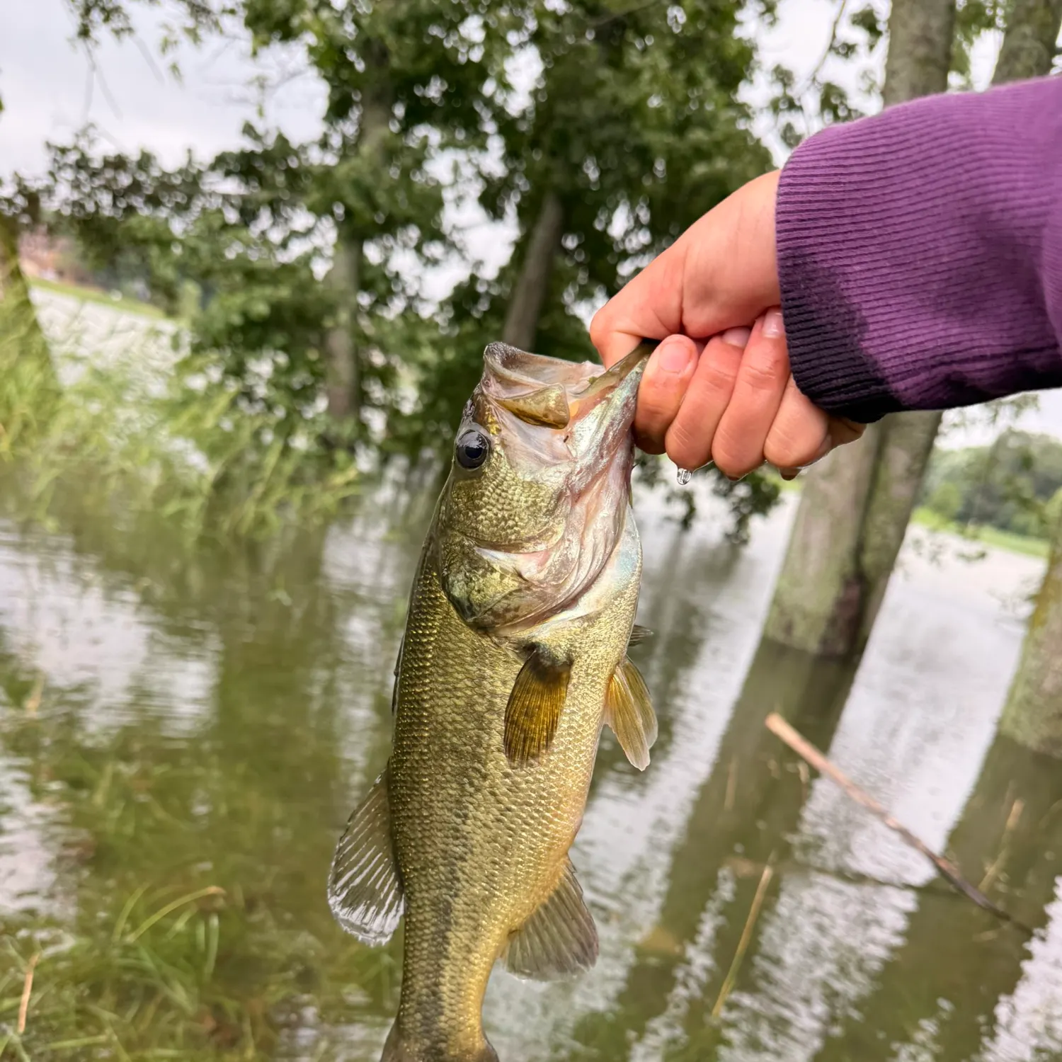 Largemouth bass caught on Fishbrain