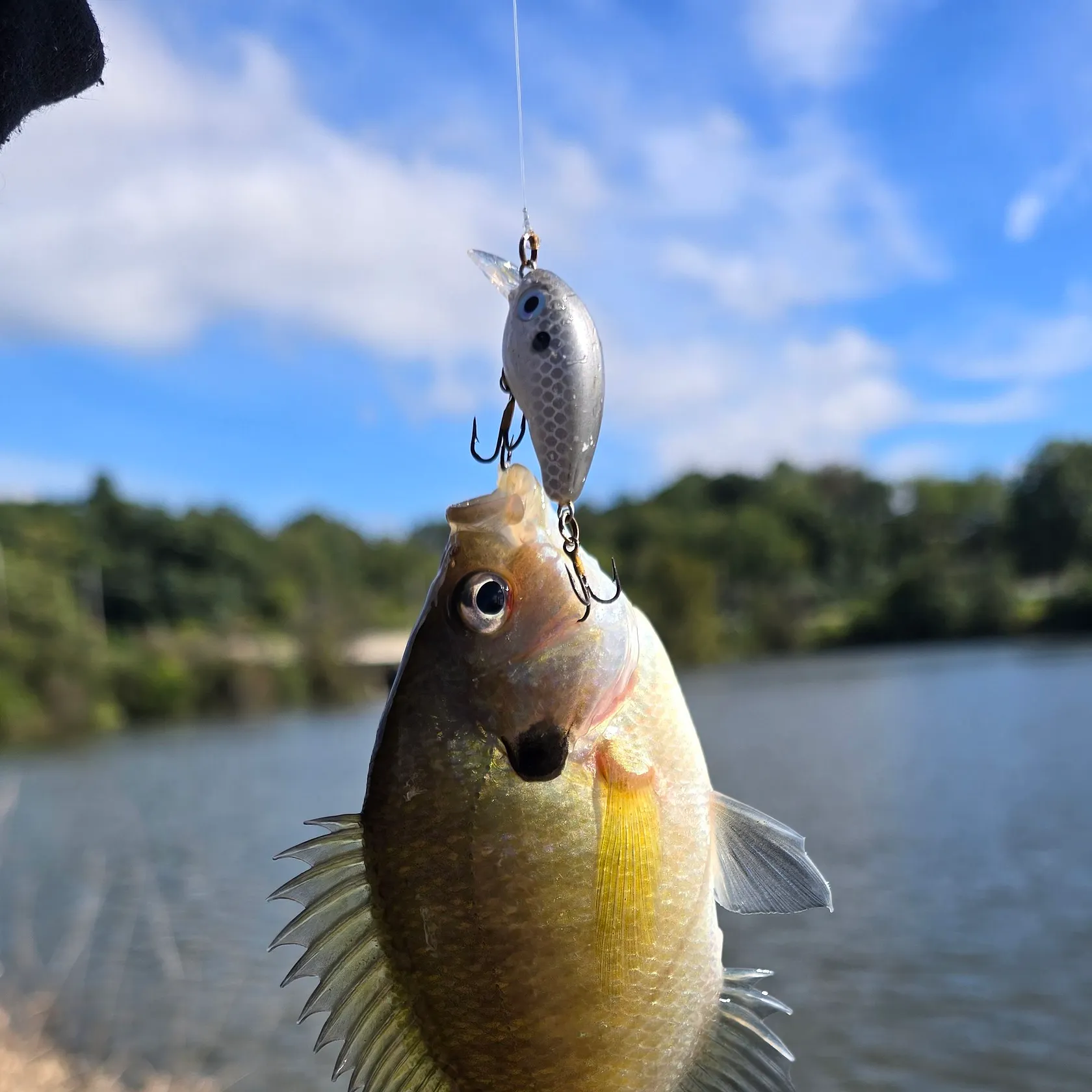 Bluegill caught on Fishbrain