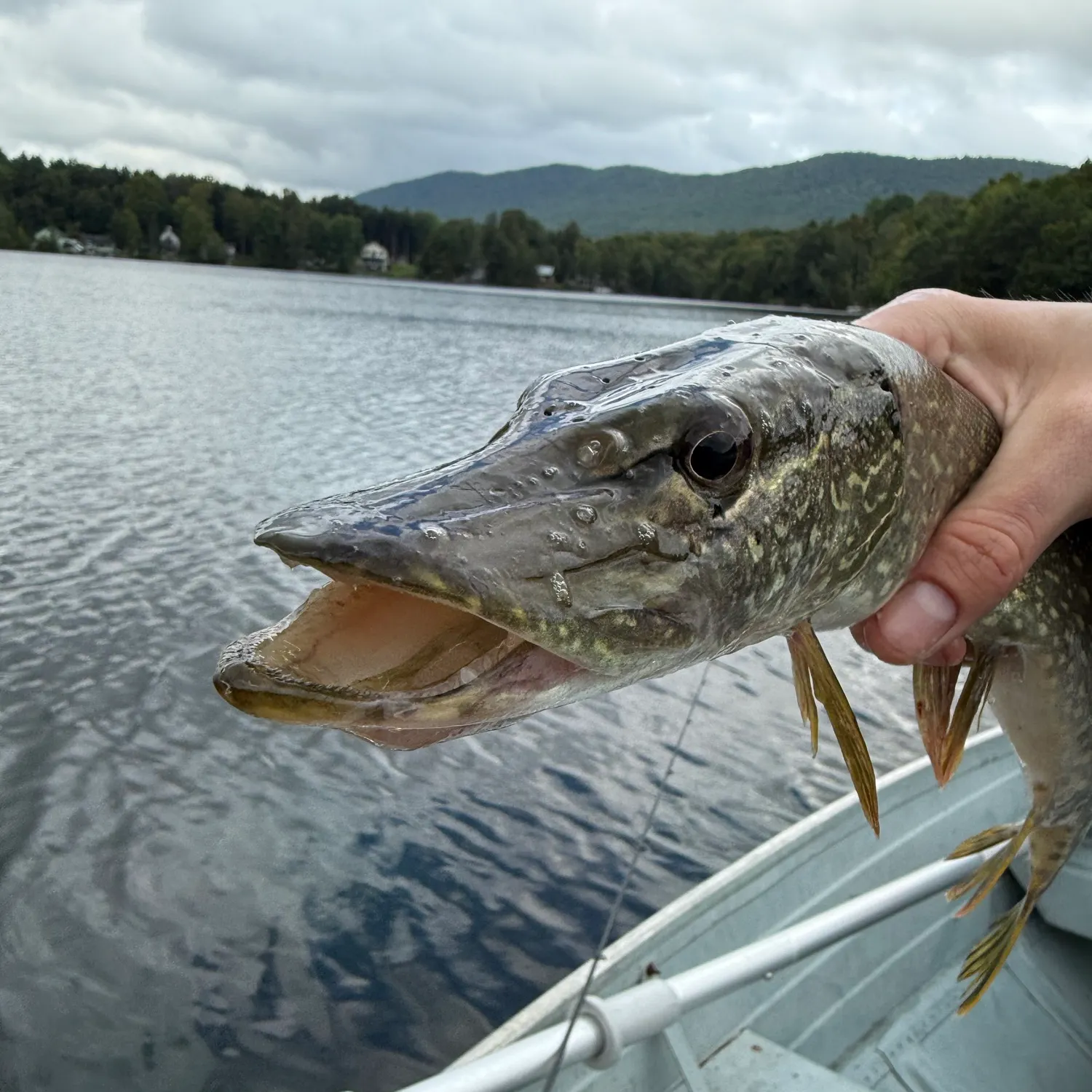 Northern pike caught on Fishbrain