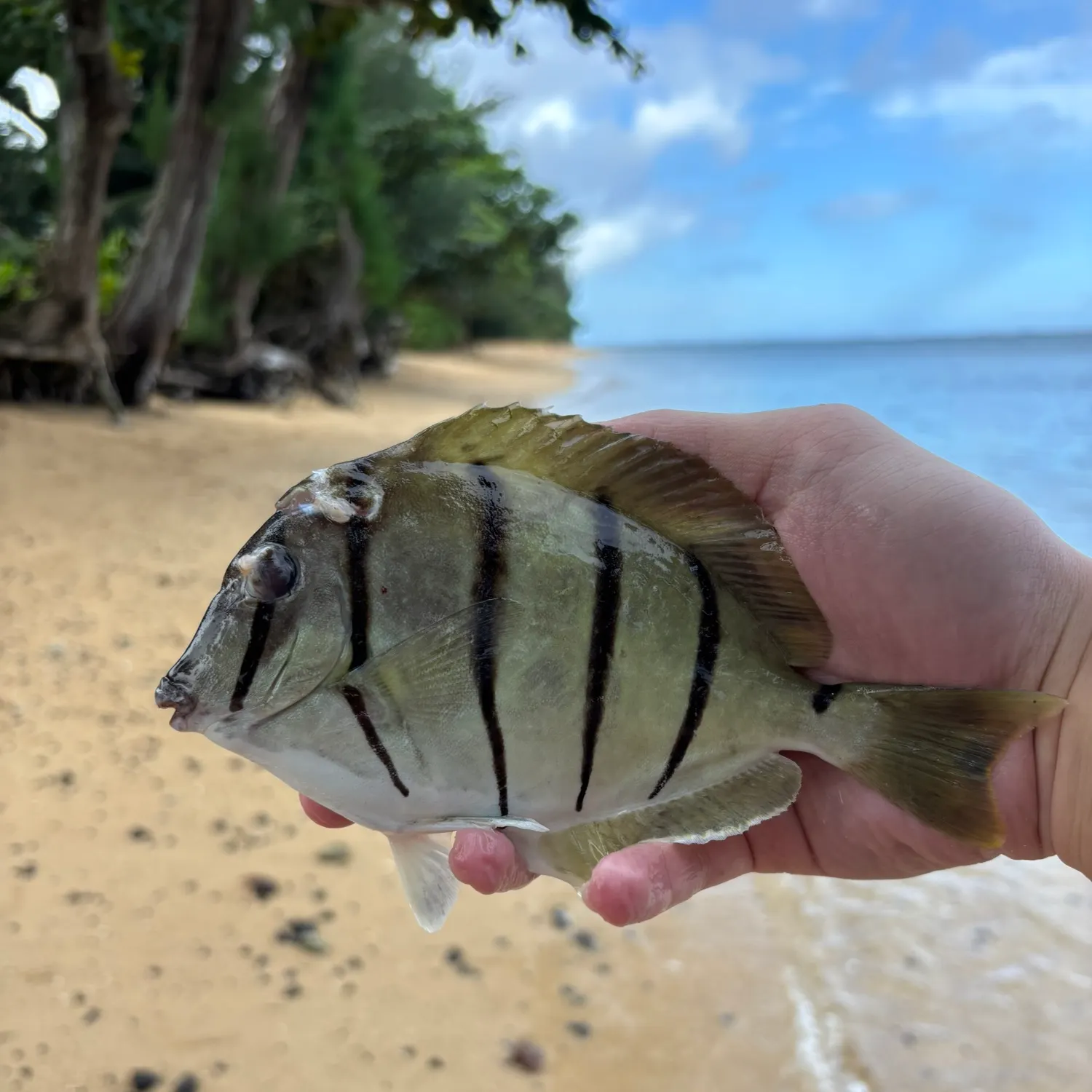 The most recent Pacific spadefish catches on Fishbrain