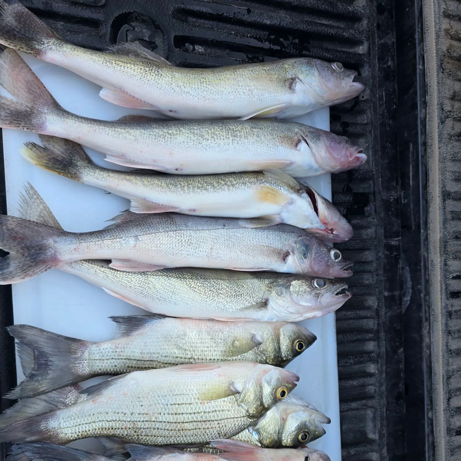 Walleye caught on Fishbrain