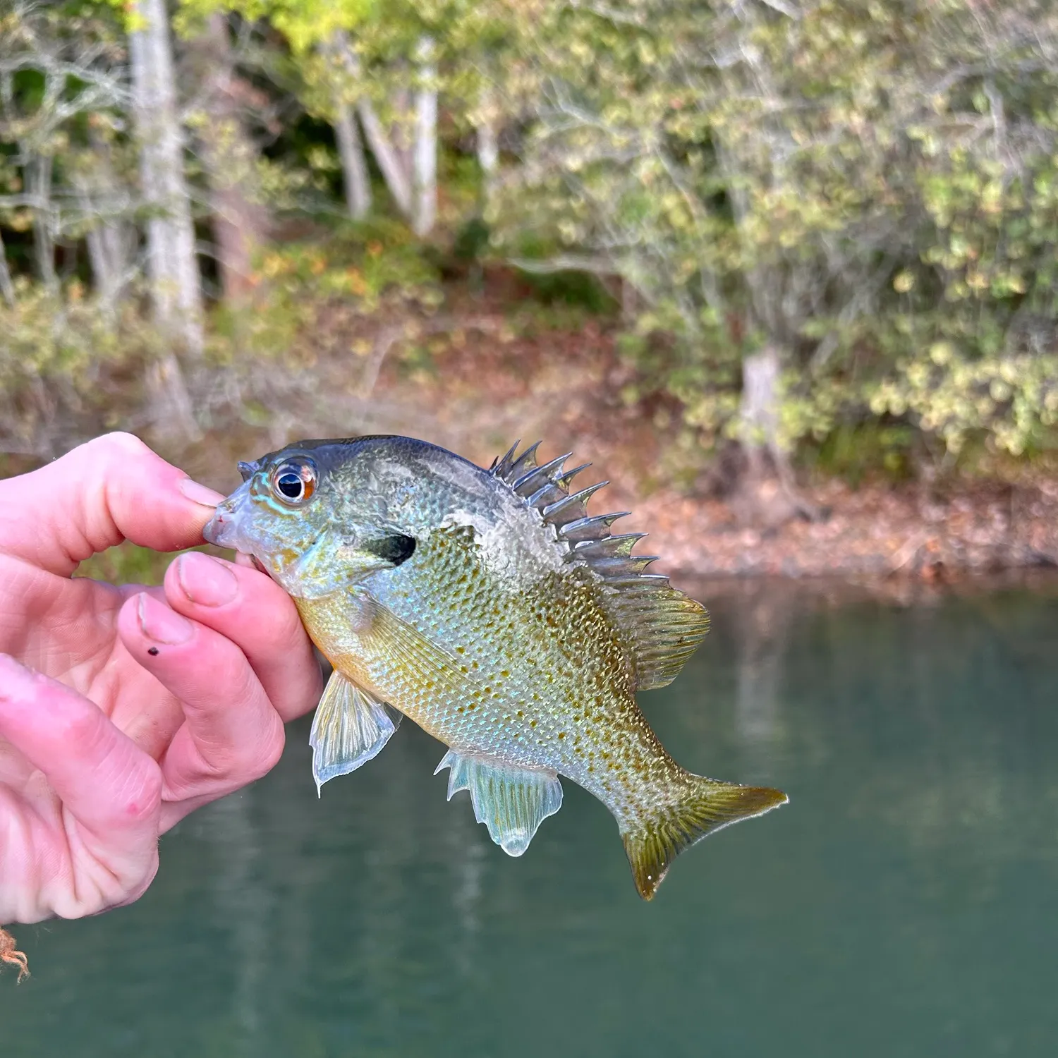Redbreast sunfish caught on Fishbrain