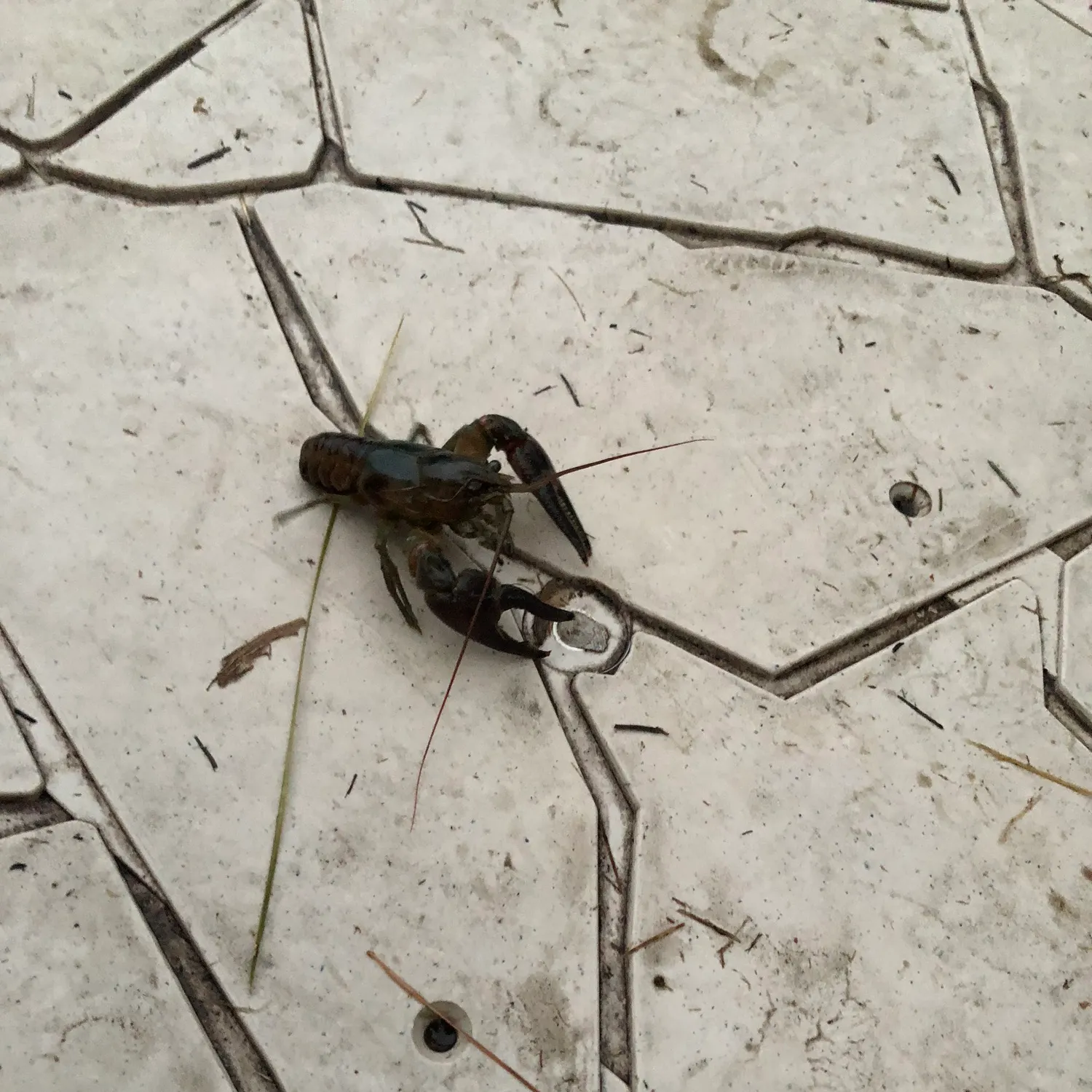 The most recent Rusty crayfish catches on Fishbrain