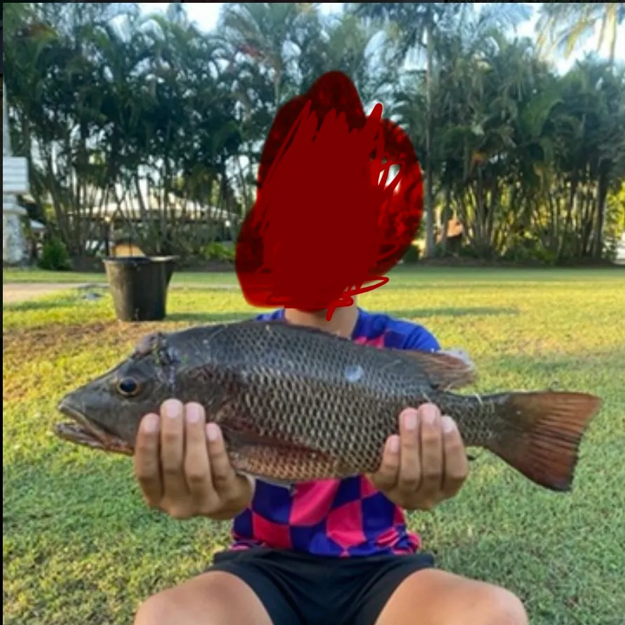 Mangrove red snapper caught on Fishbrain
