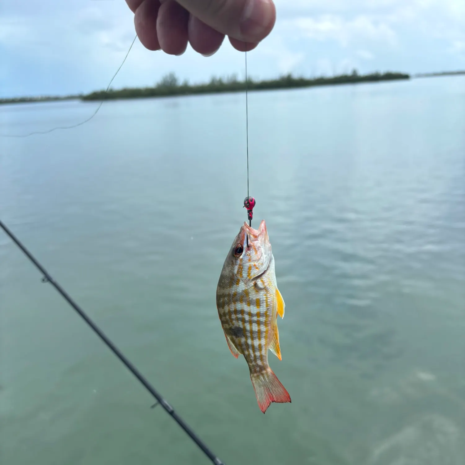 Mangrove snapper caught on Fishbrain
