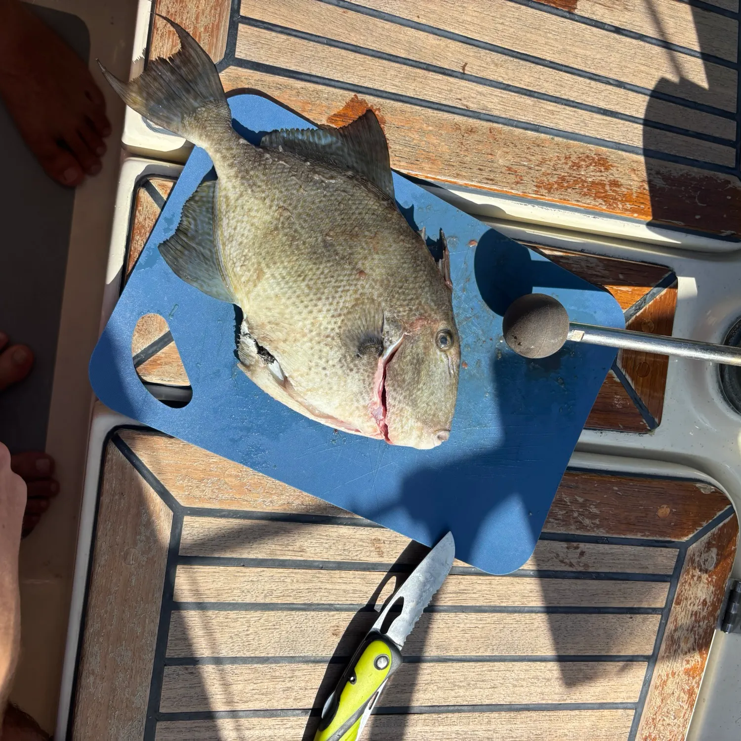 Grey triggerfish caught on Fishbrain