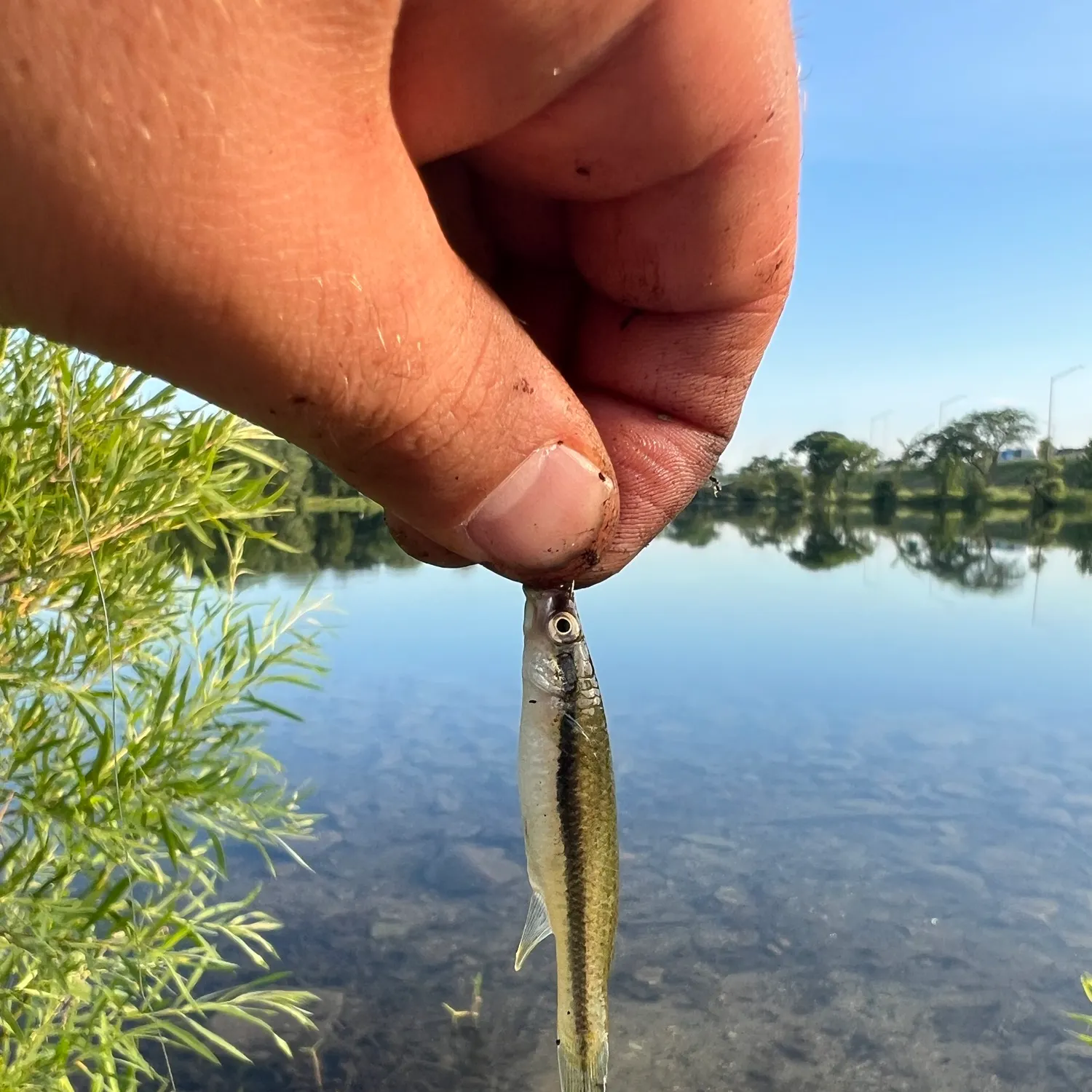 The most recent Blackstripe topminnow catches on Fishbrain