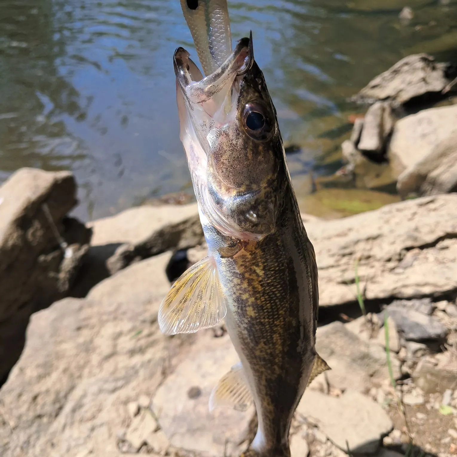 The most recent Sauger catches on Fishbrain