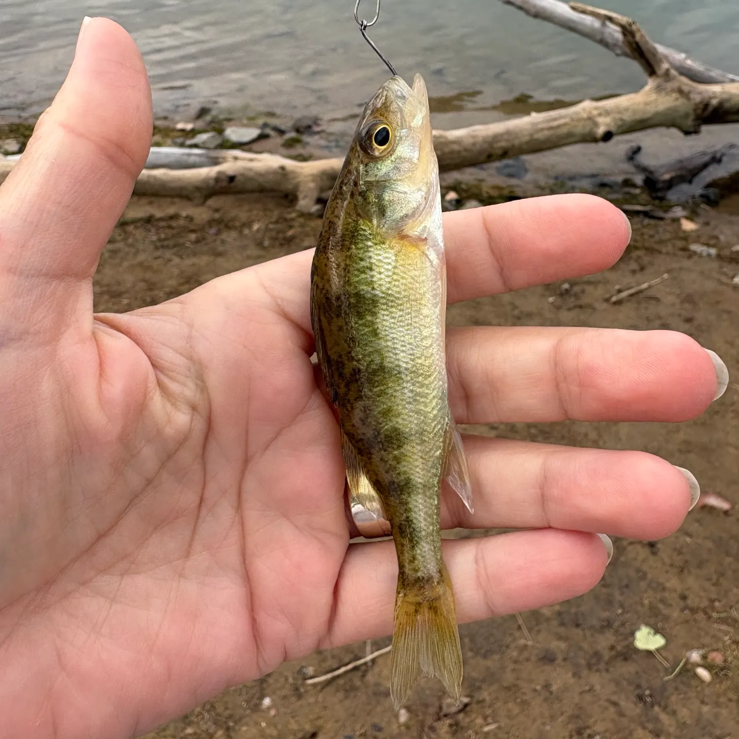 Yellow perch caught on Fishbrain