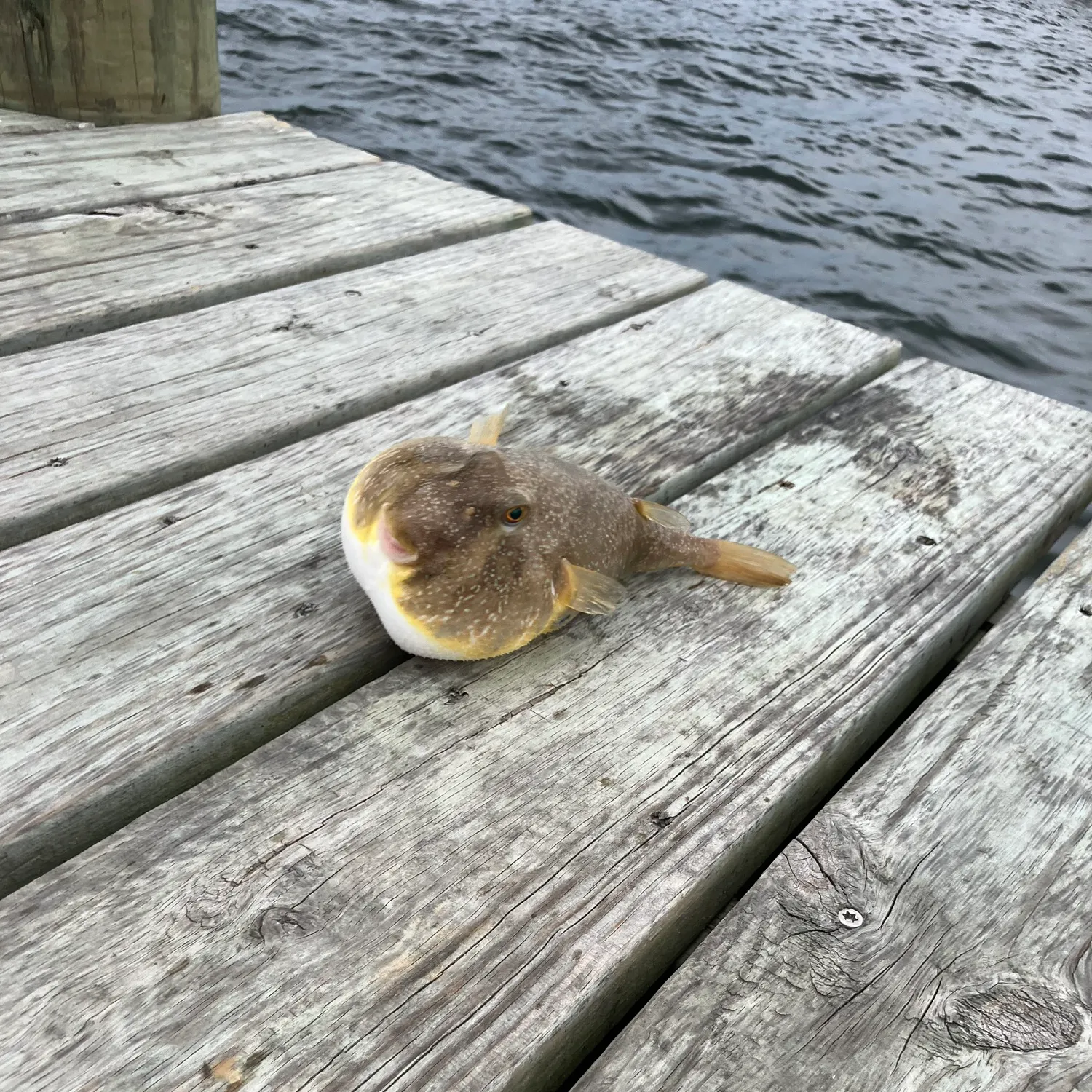 The most recent Southern puffer catches on Fishbrain