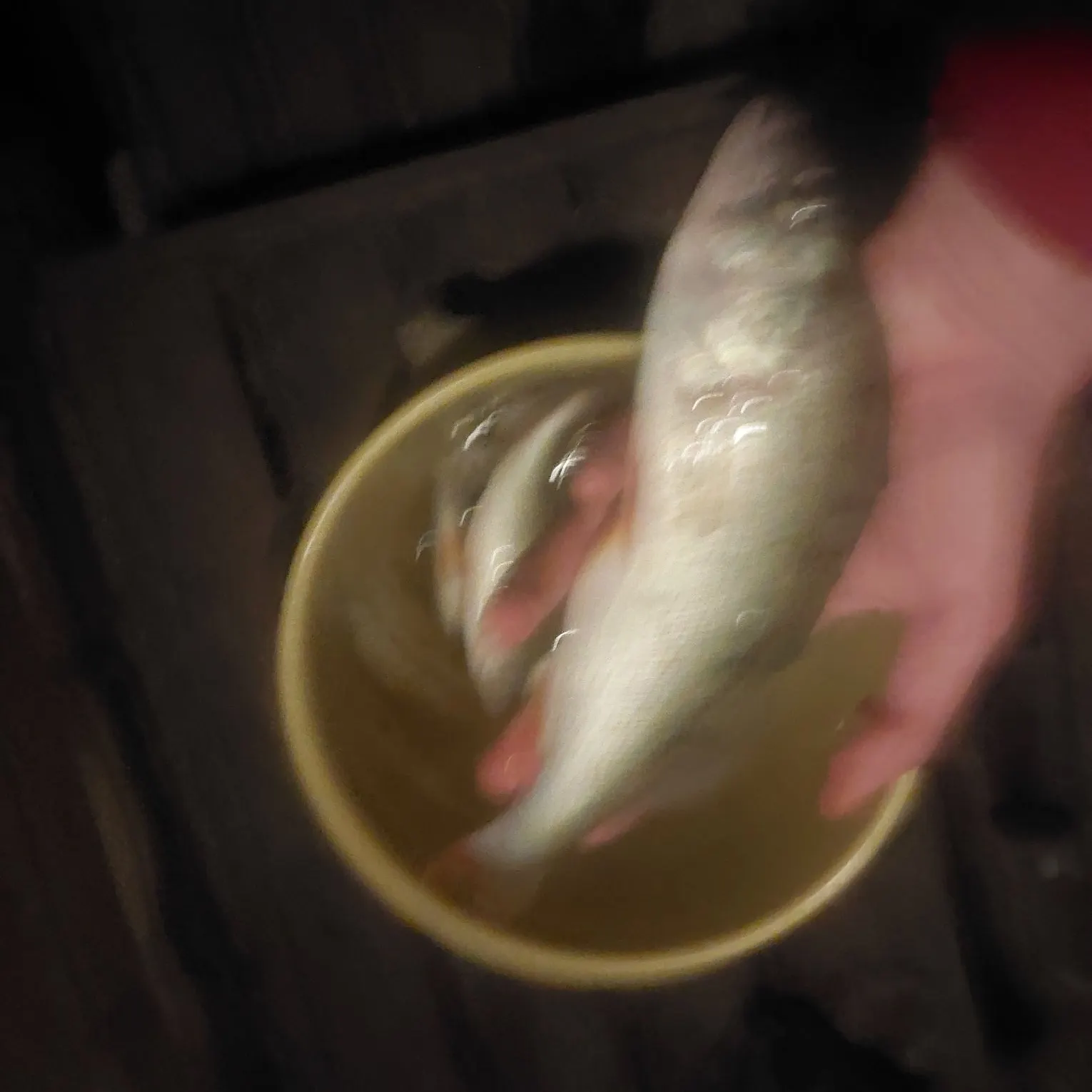 European perch caught on Fishbrain