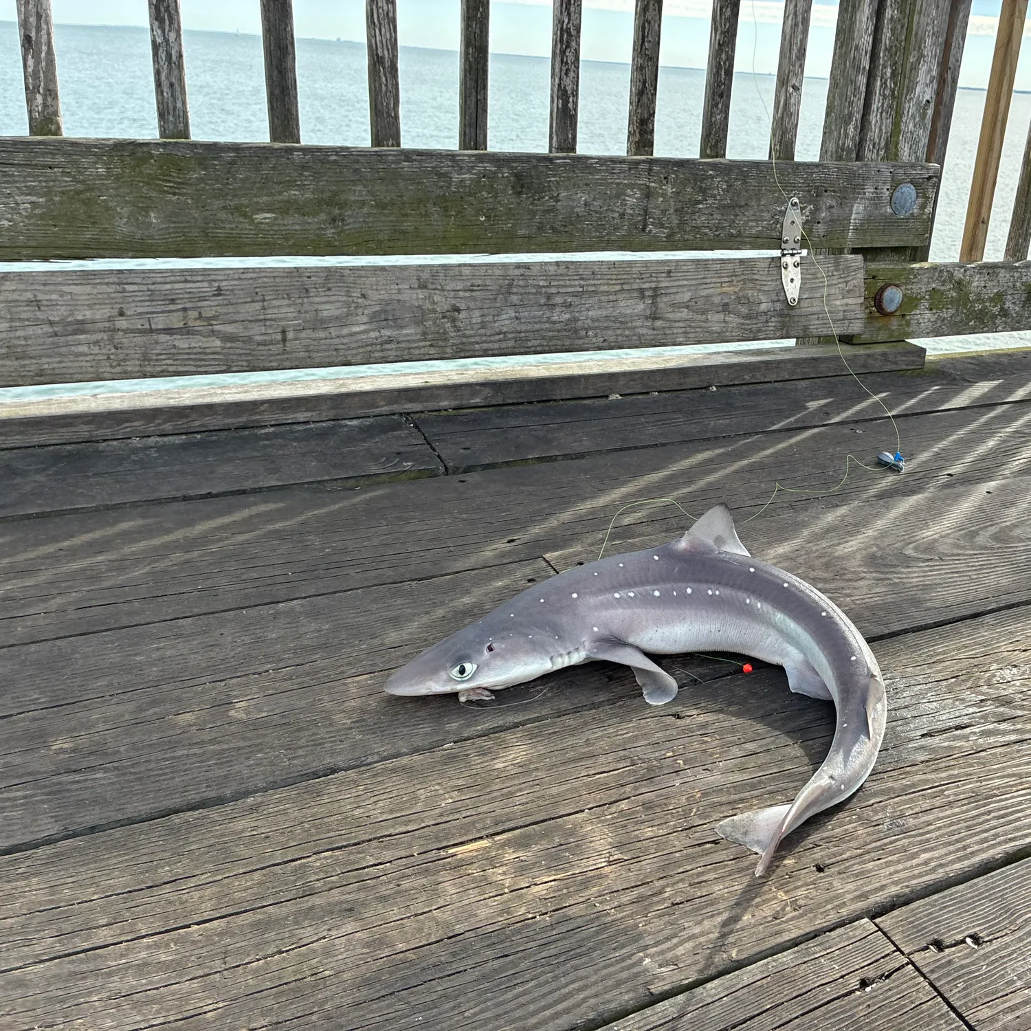 The most recent Piked dogfish catches on Fishbrain