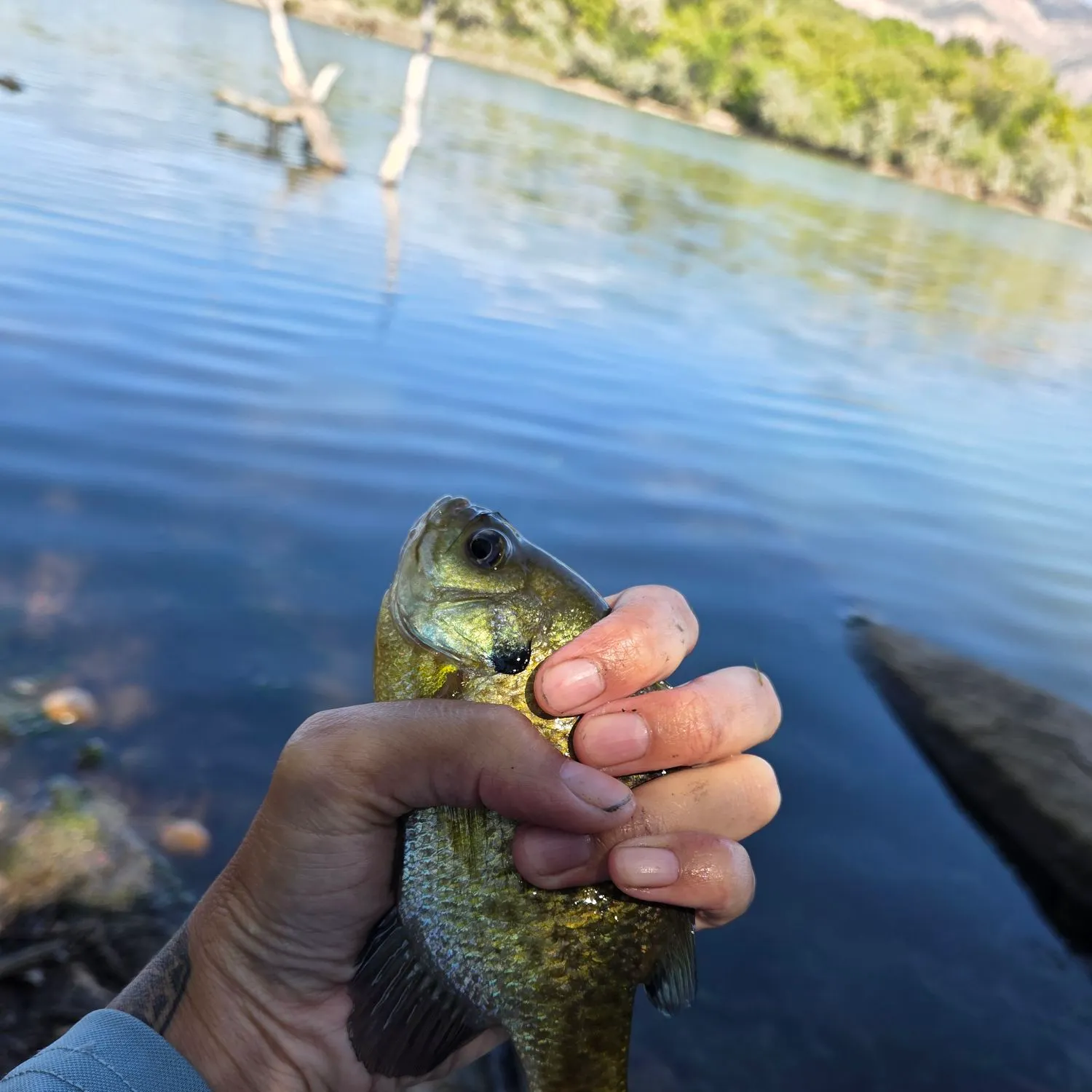 Bluegill caught on Fishbrain