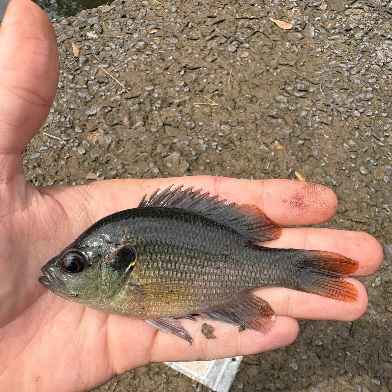 Redspotted sunfish caught on Fishbrain