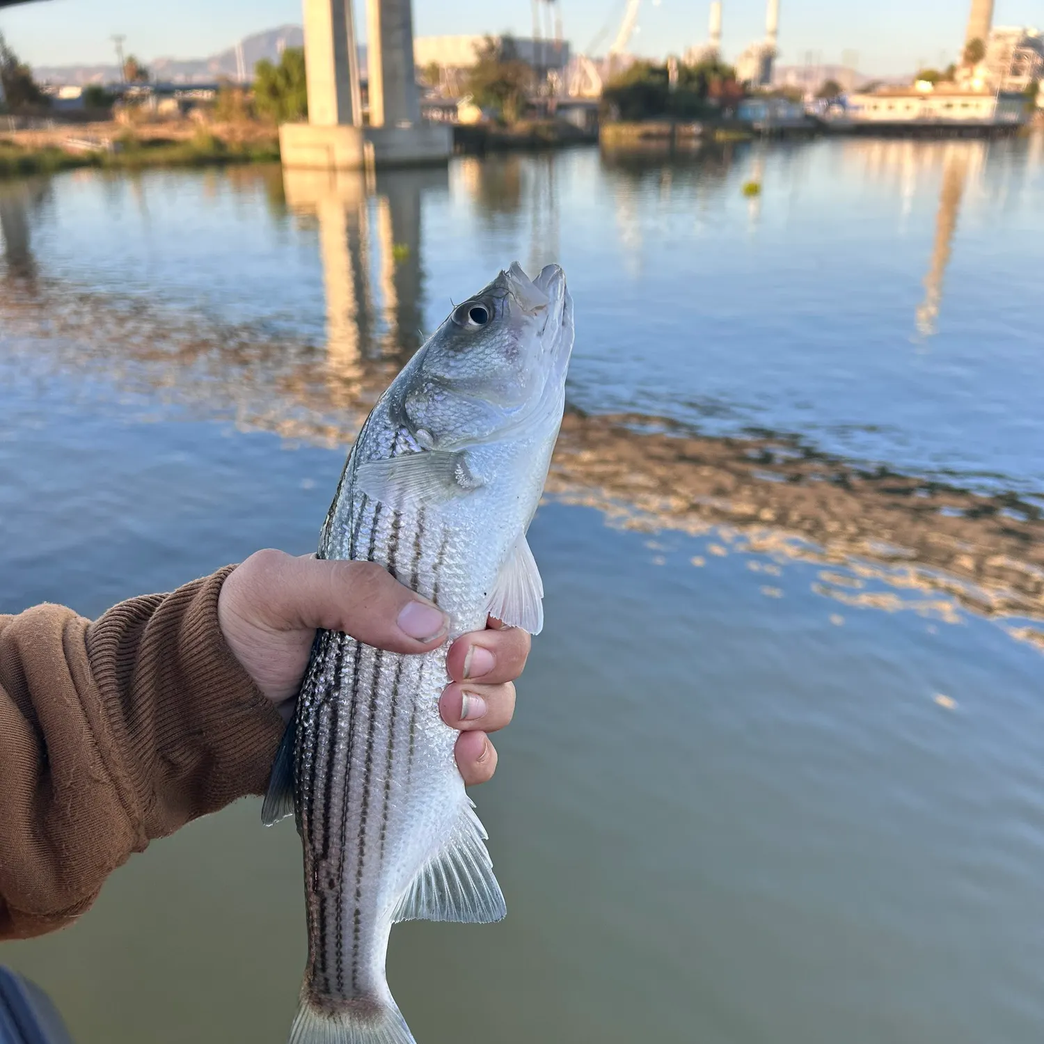 Striped bass caught on Fishbrain