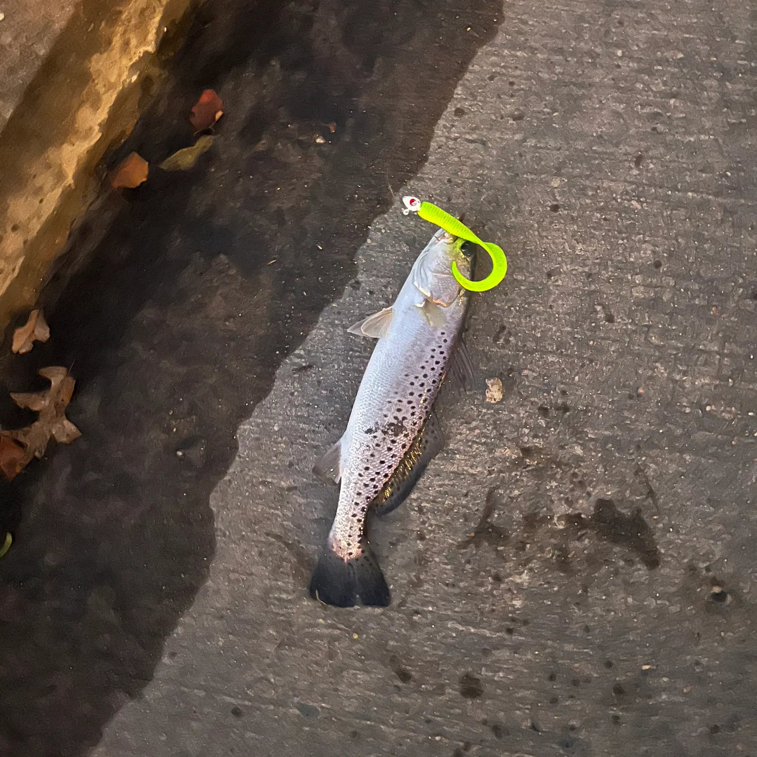 Spotted seatrout caught on Fishbrain