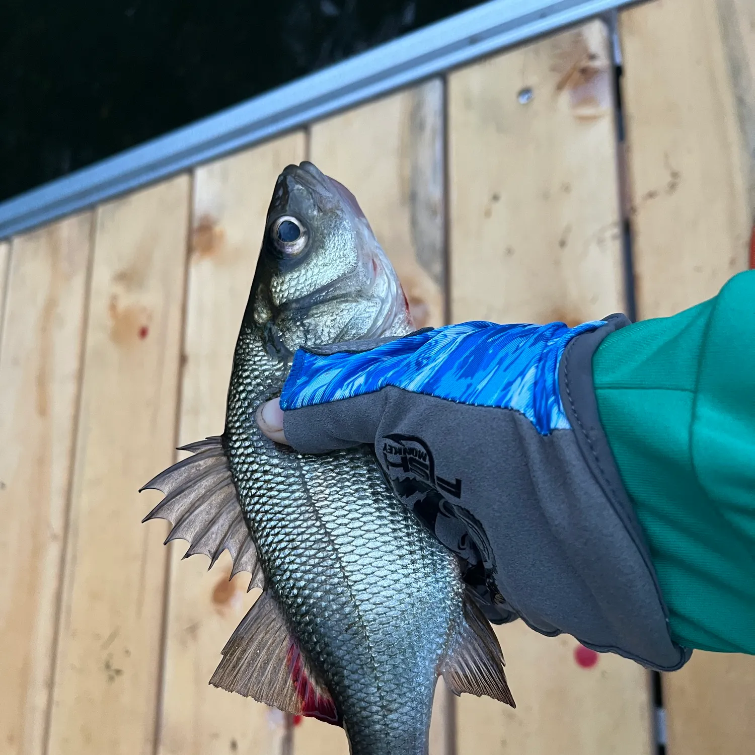 White perch caught on Fishbrain