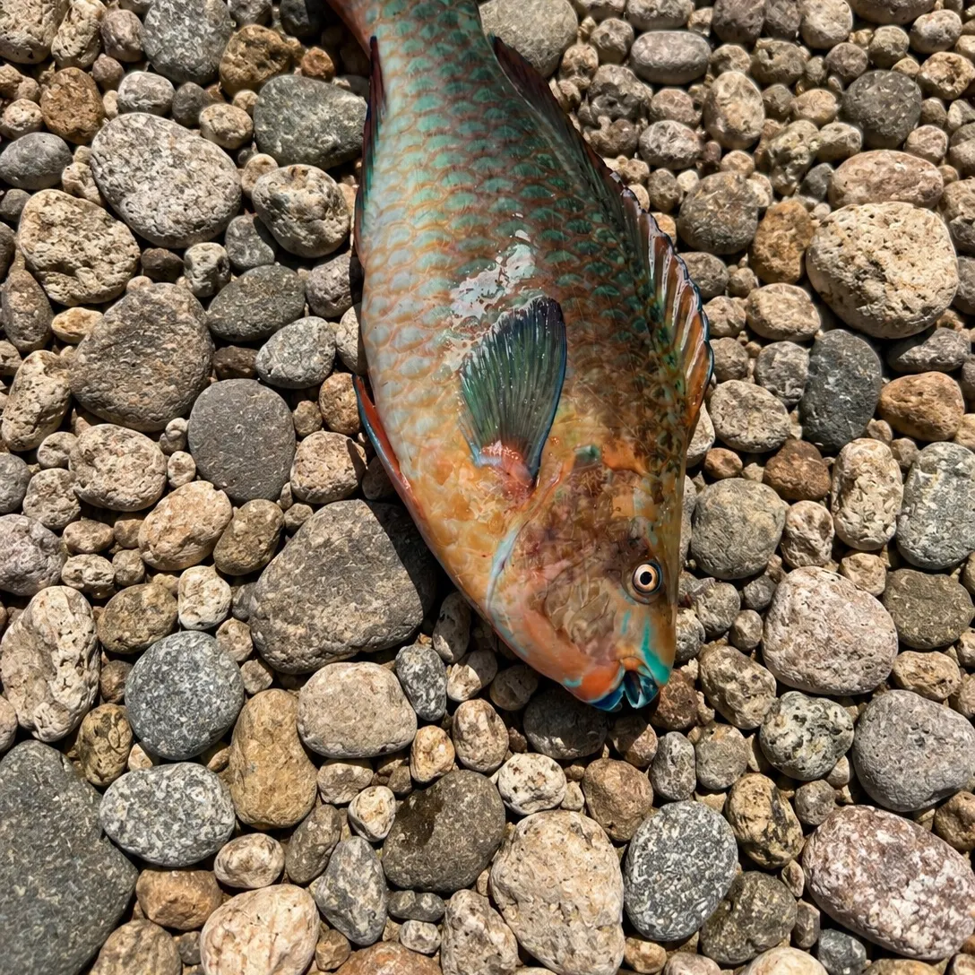 The most recent Rainbow parrotfish catches on Fishbrain