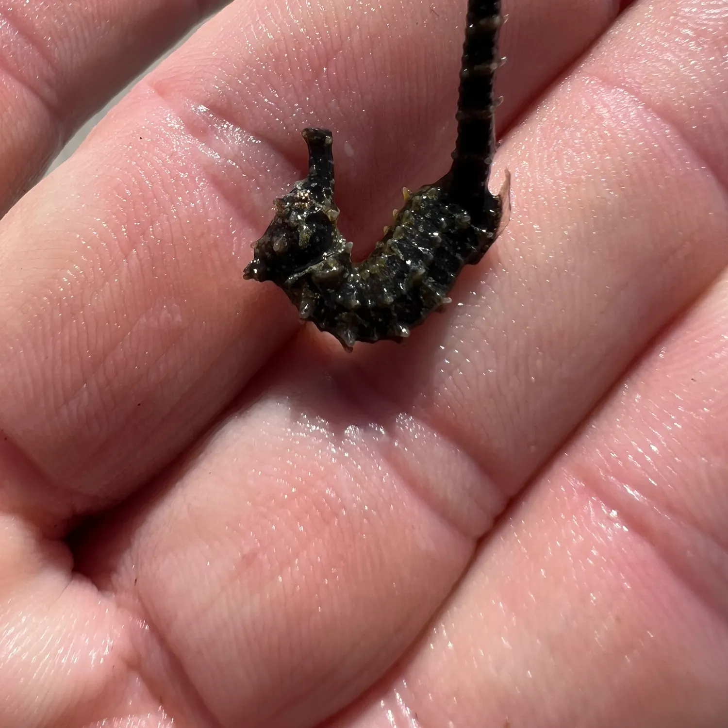 Dhiho's seahorse caught on Fishbrain