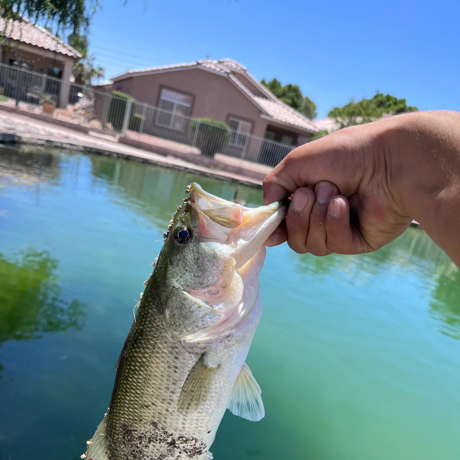 catch