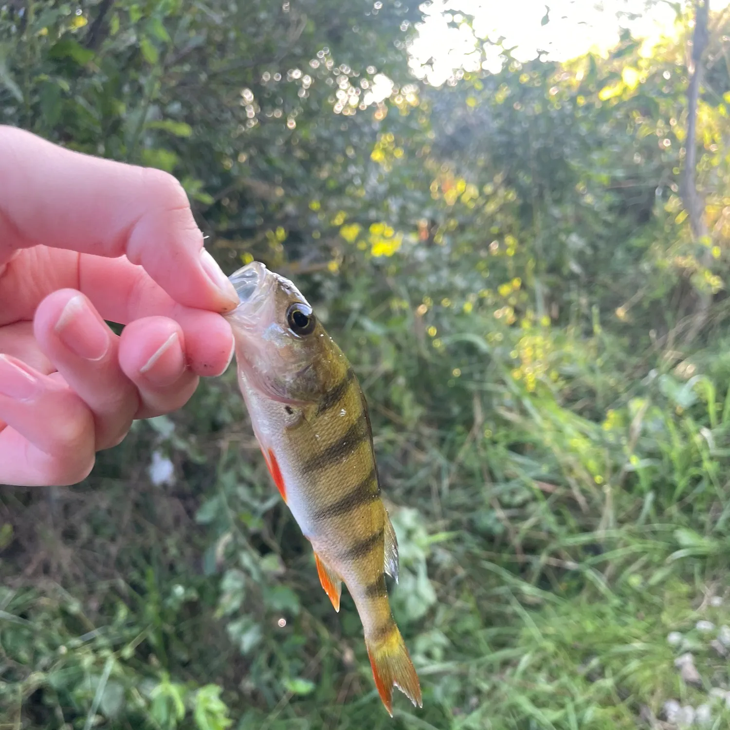 European perch caught on Fishbrain
