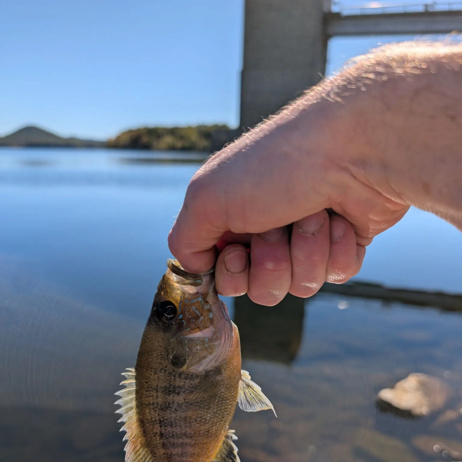 Green sunfish caught on Fishbrain