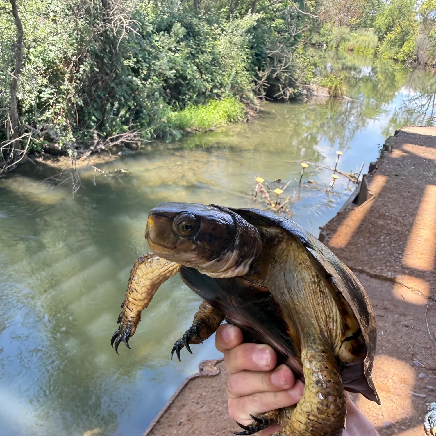 The most recent Eastern mud turtle catches on Fishbrain
