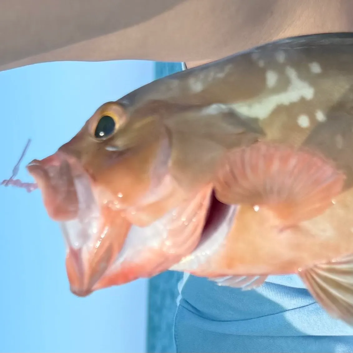 The most recent Red grouper catches on Fishbrain