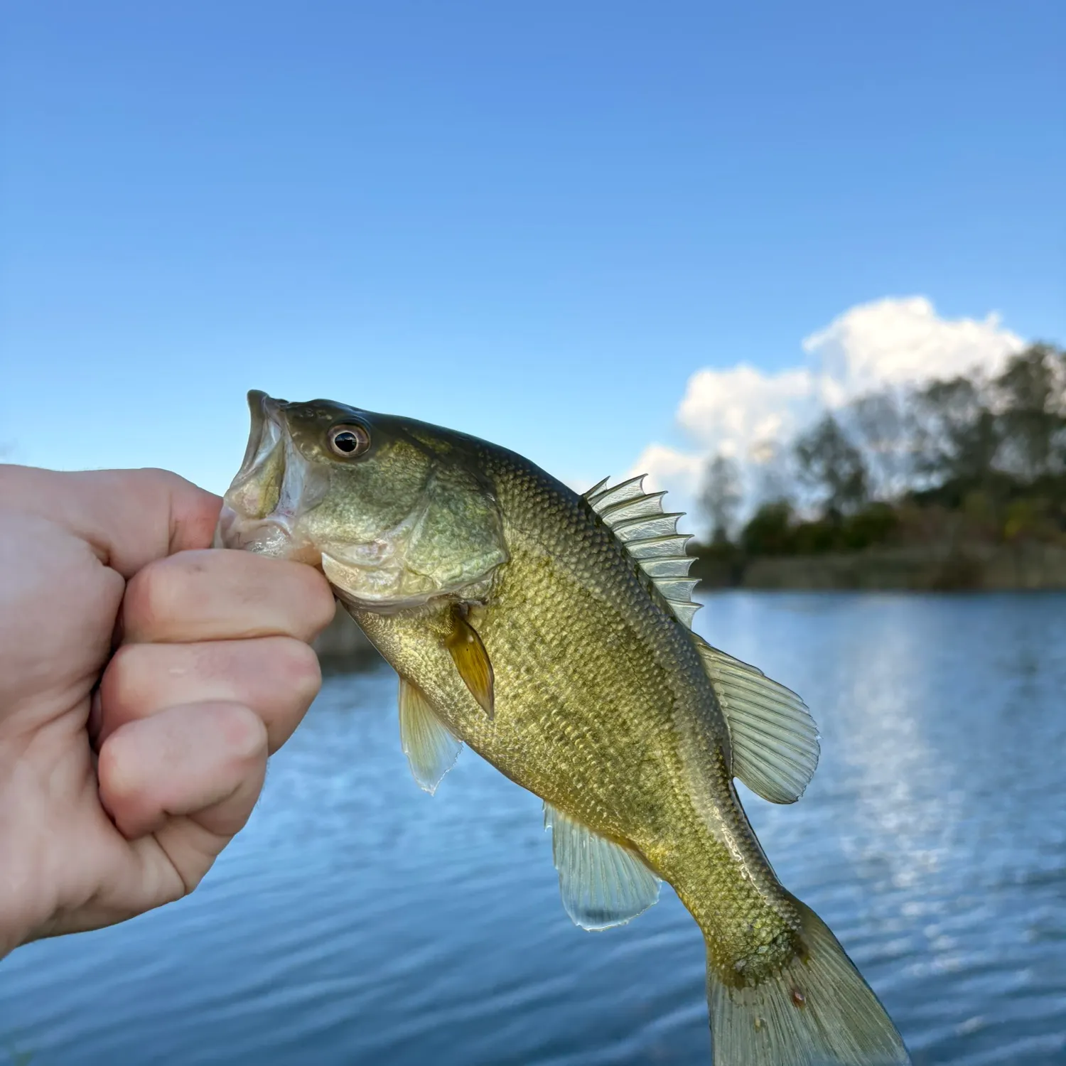 Largemouth bass caught on Fishbrain