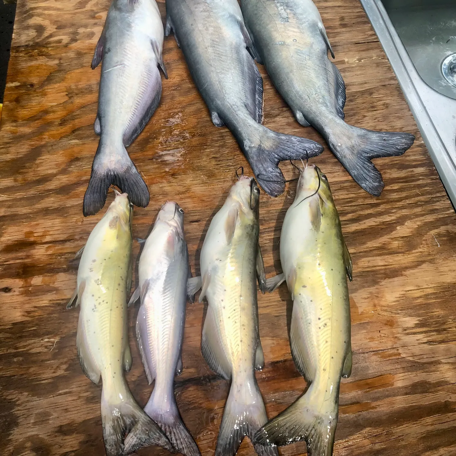 recently logged catches